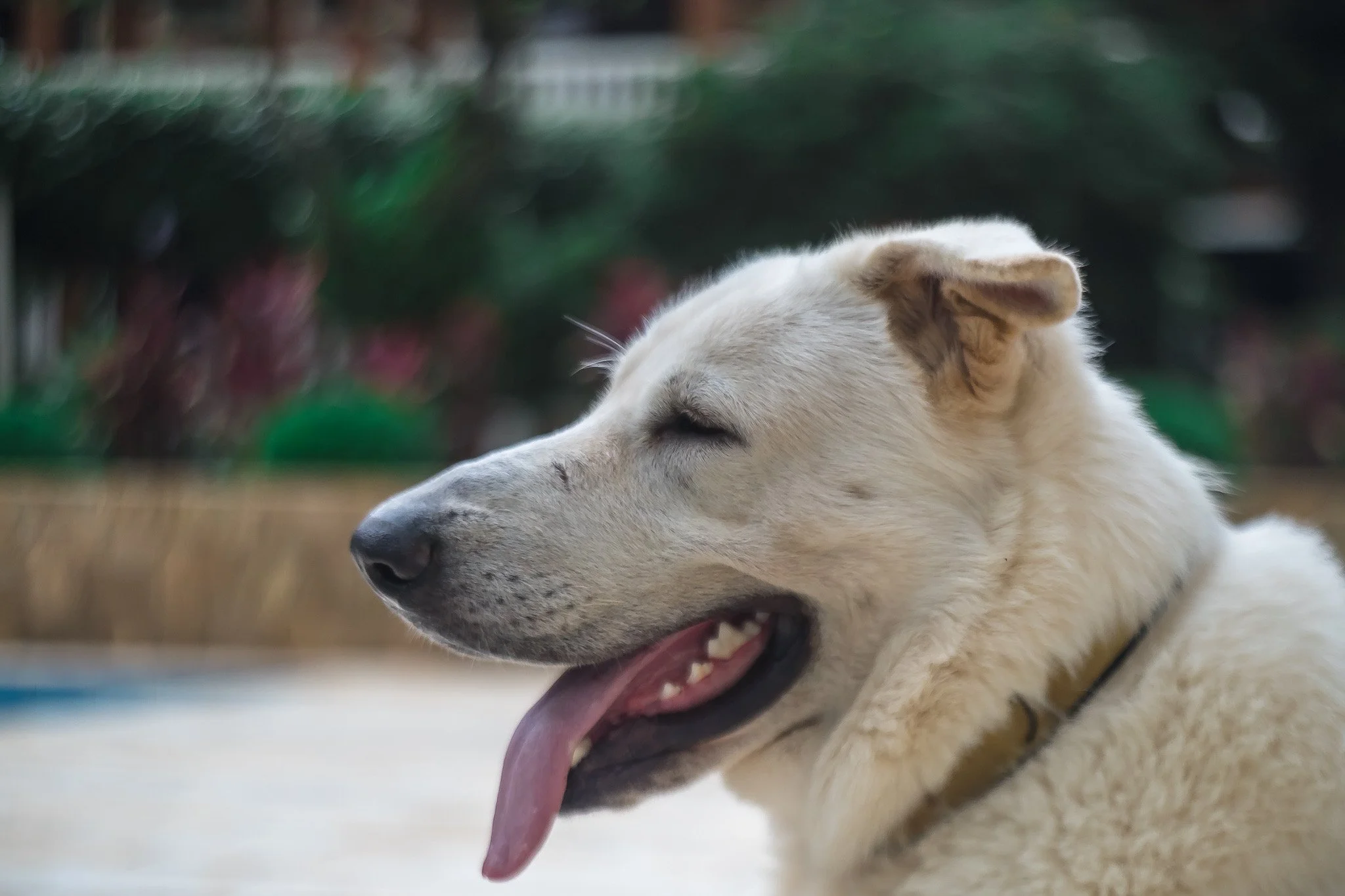 l helios 44-2 review-10.jpeg