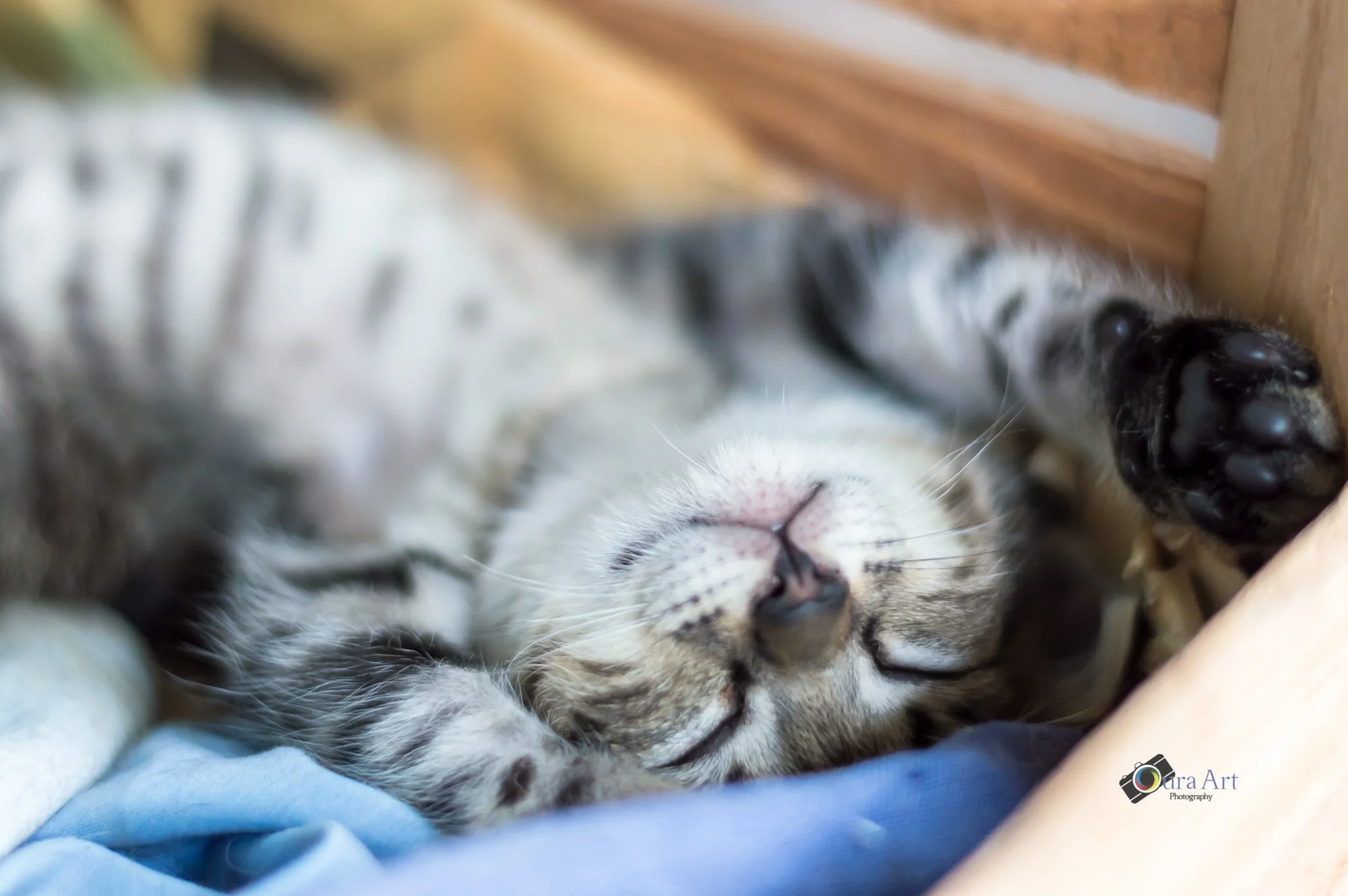 cat pet newborn-3.jpg