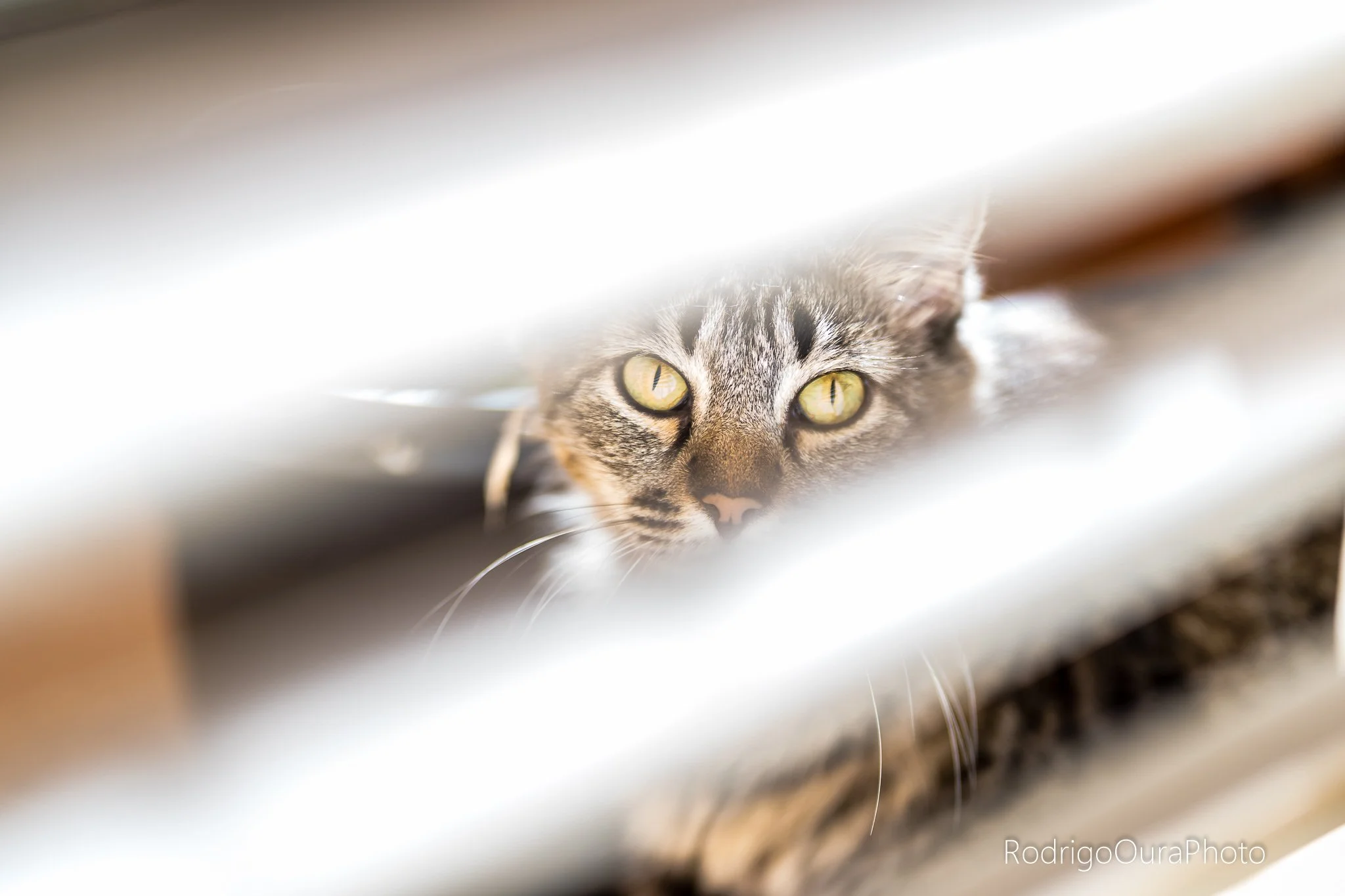 Rita Jade lazer-2.jpg