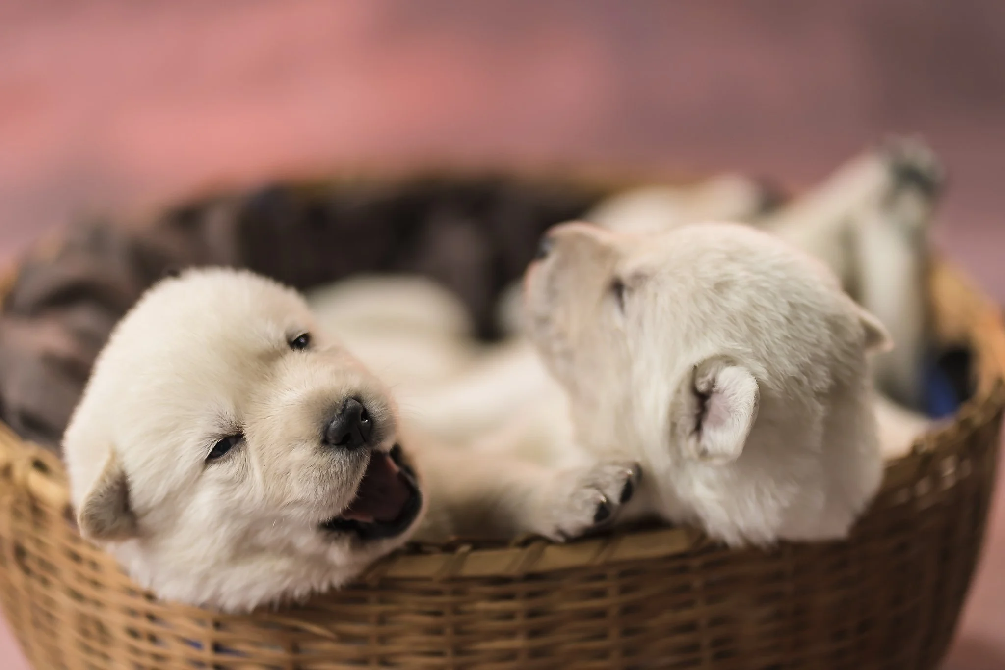 book pet newb b3-3.jpg