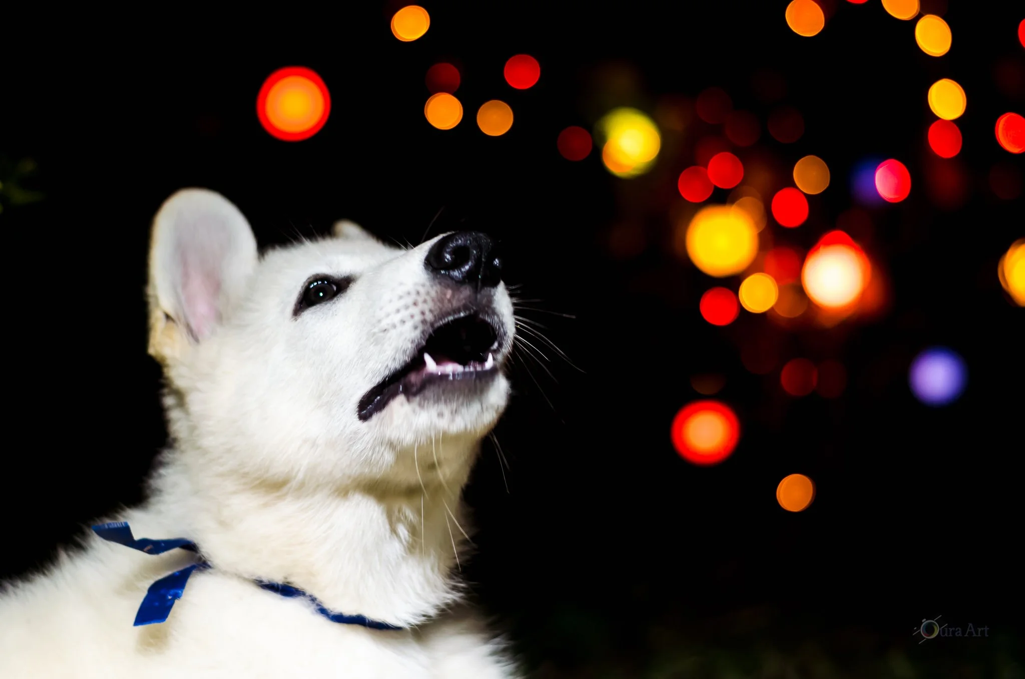 Book Pet Newb B1.jpg