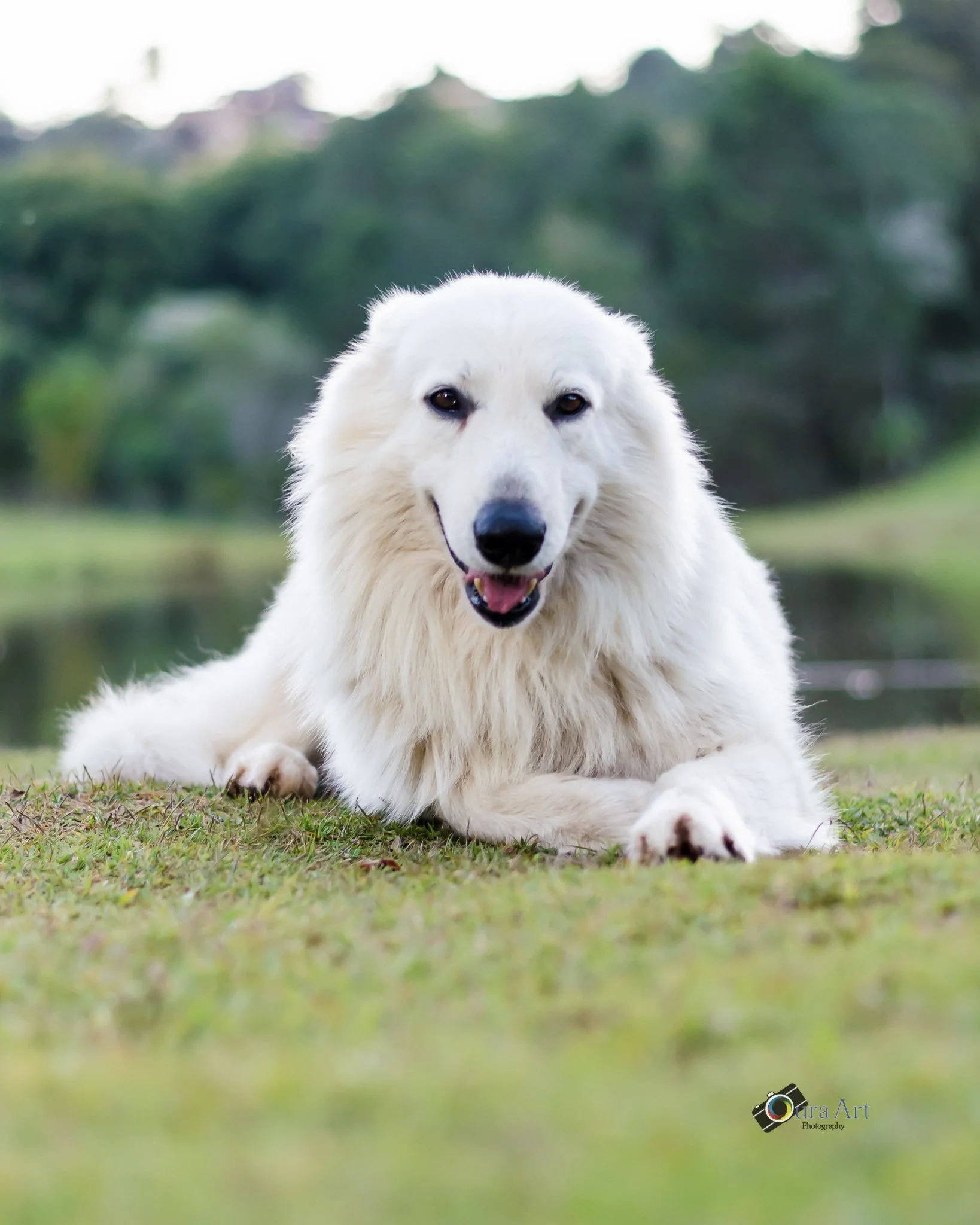 Pet senior retrato.jpg