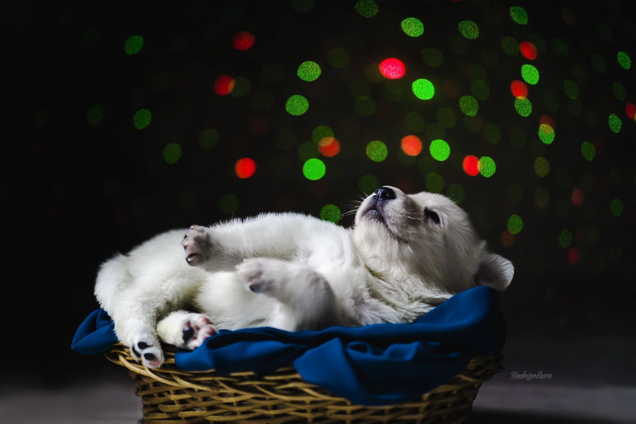 Book Pet NewBorn 3.jpg