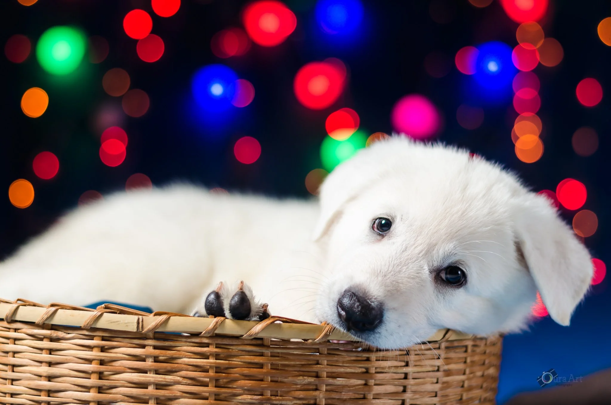 Pet Nborn led 2 meses-2.jpg