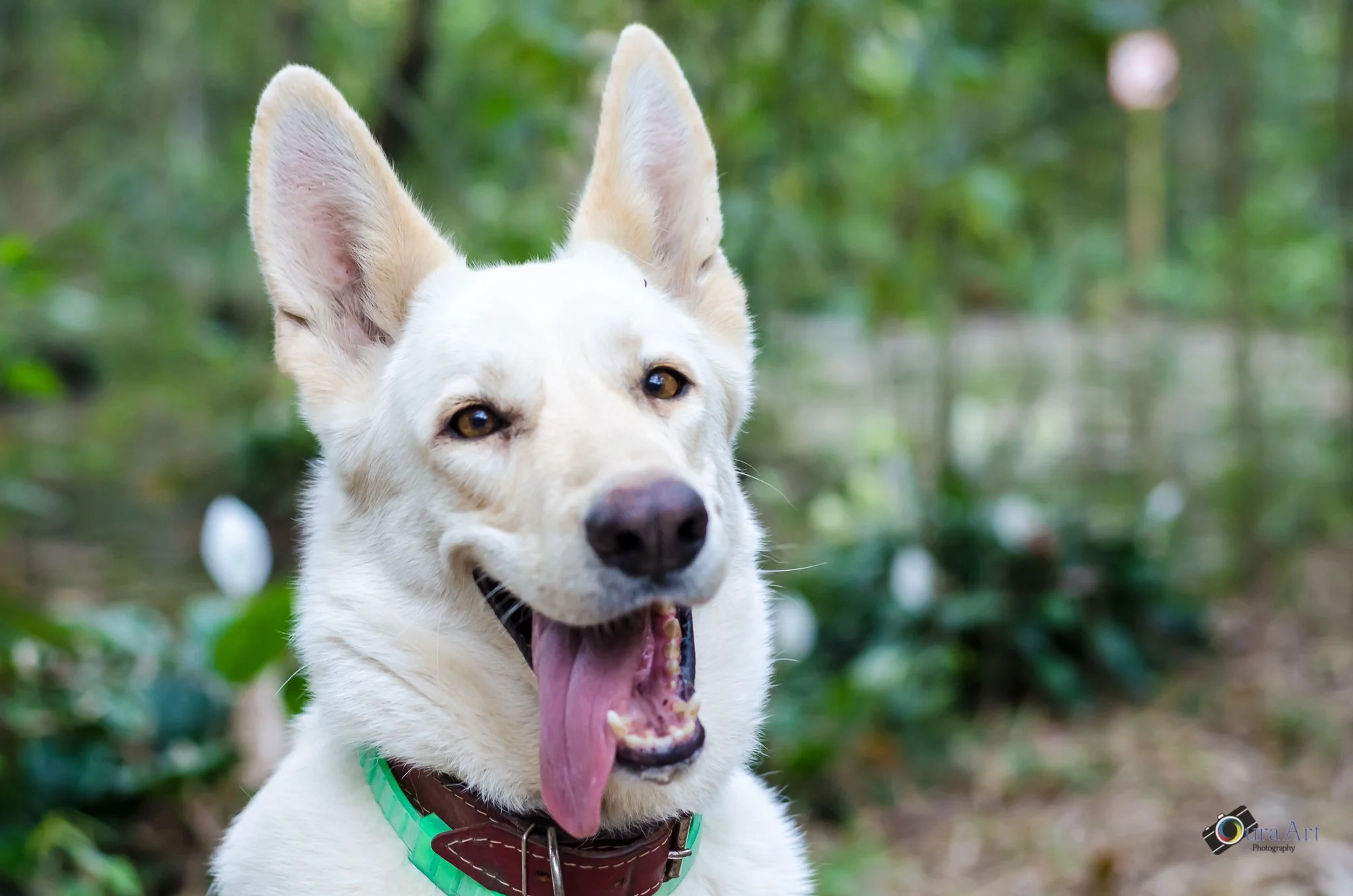 Book Pet CHIVAS-21.jpg