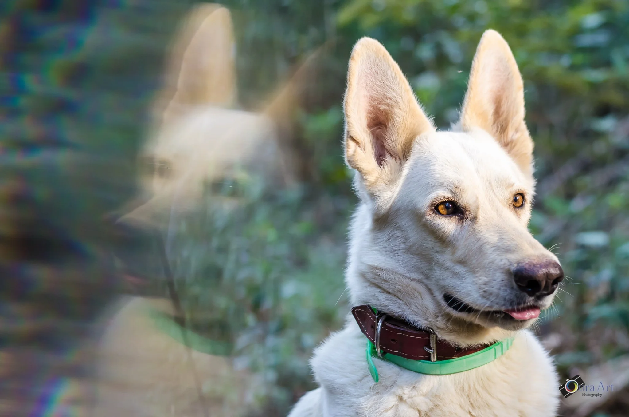 Book Pet CHIVAS-49.jpg