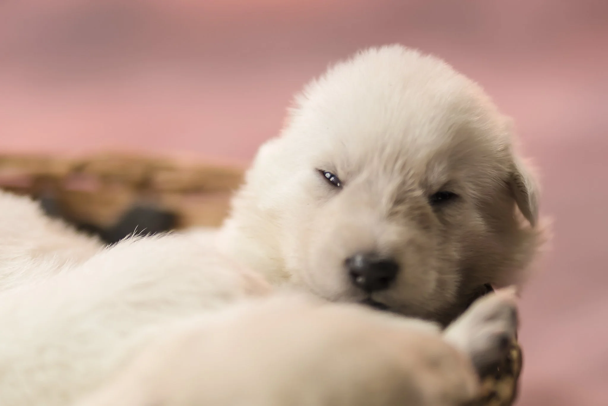 book pet newb b3-2.jpg