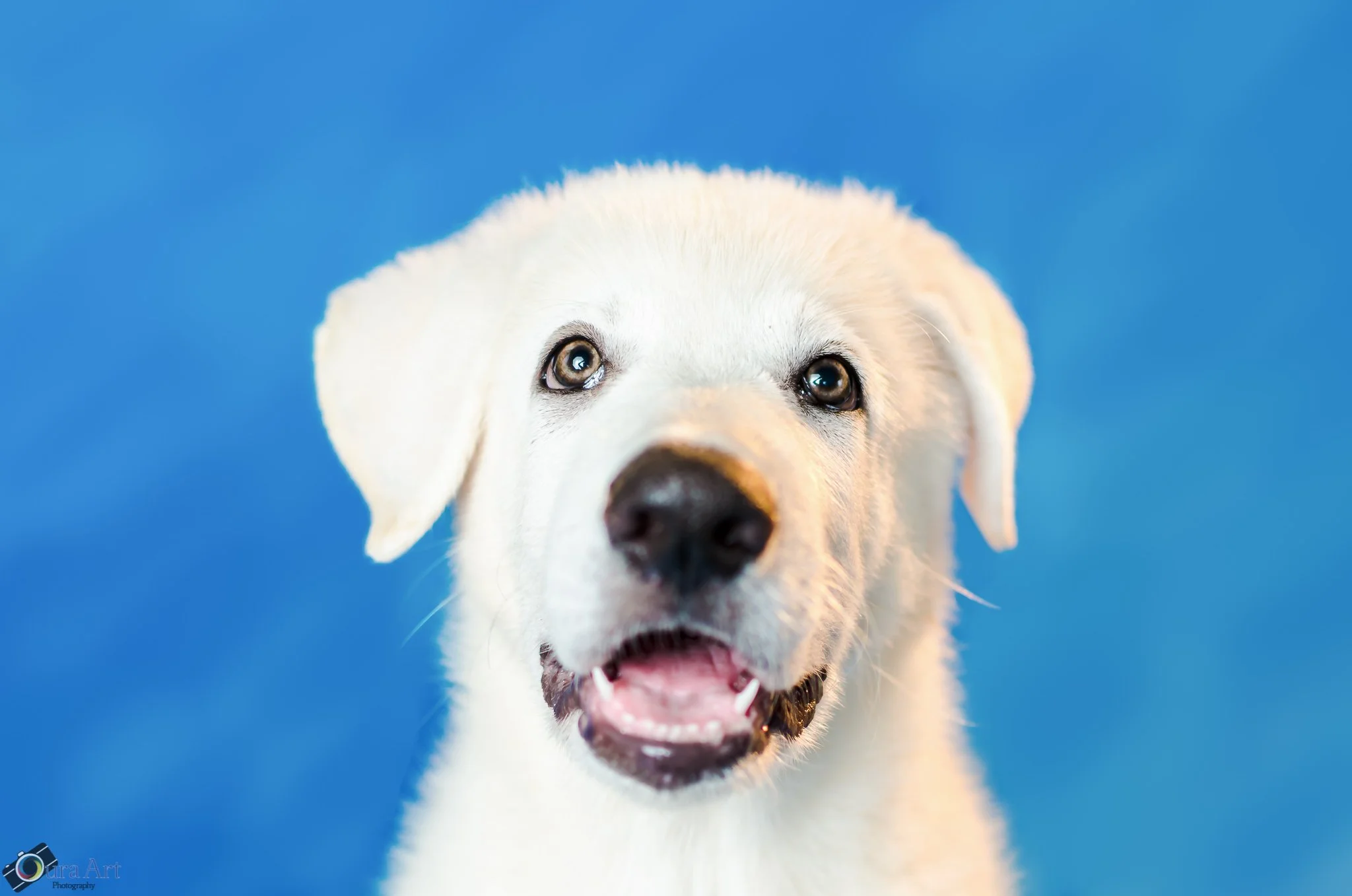 book pet n B2 2-3m-4.jpg