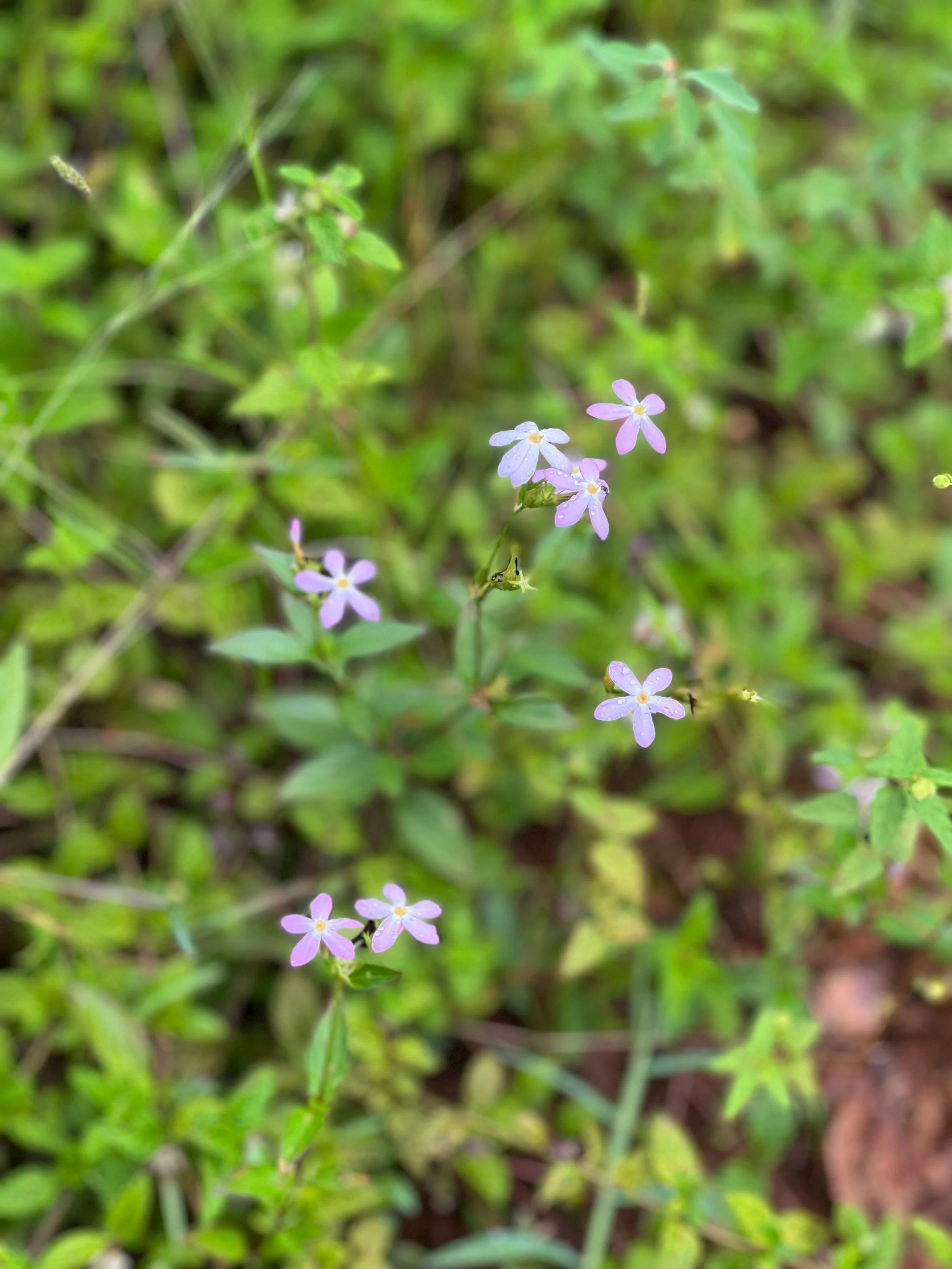 Affirma Consulting Inc. image.