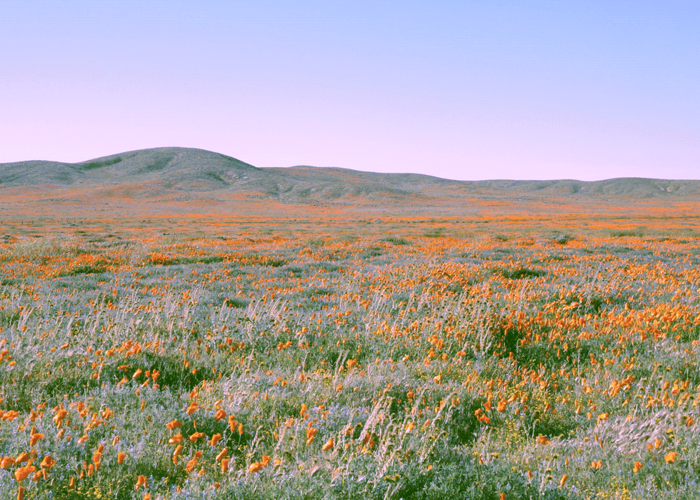 Open prairie