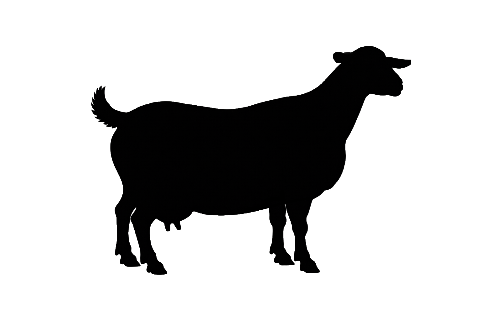 A silhouette of an adult myotonic doe in milk.