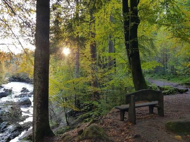 A wooded outdoor scene with a dirt trail, a wooden bench, tall trees with green leaves, a flowing creek, and sunlight shining through the trees.