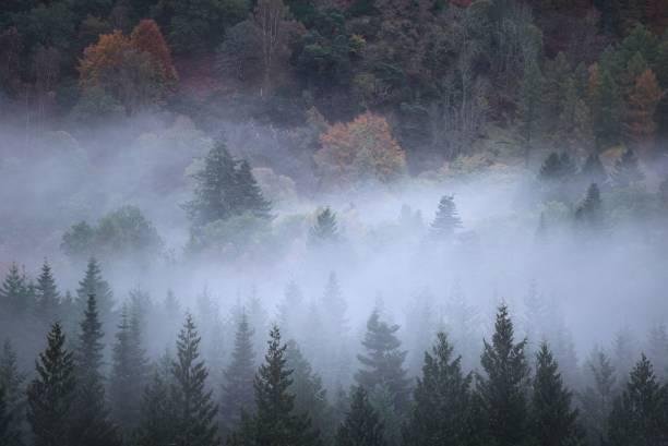 A foggy forest with evergreen and deciduous trees, with autumn-colored leaves in the background.