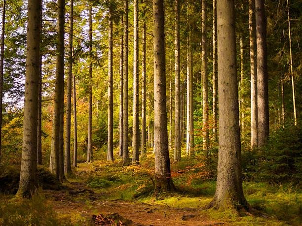 A dense forest with tall trees, green foliage, and a dirt path running through it.