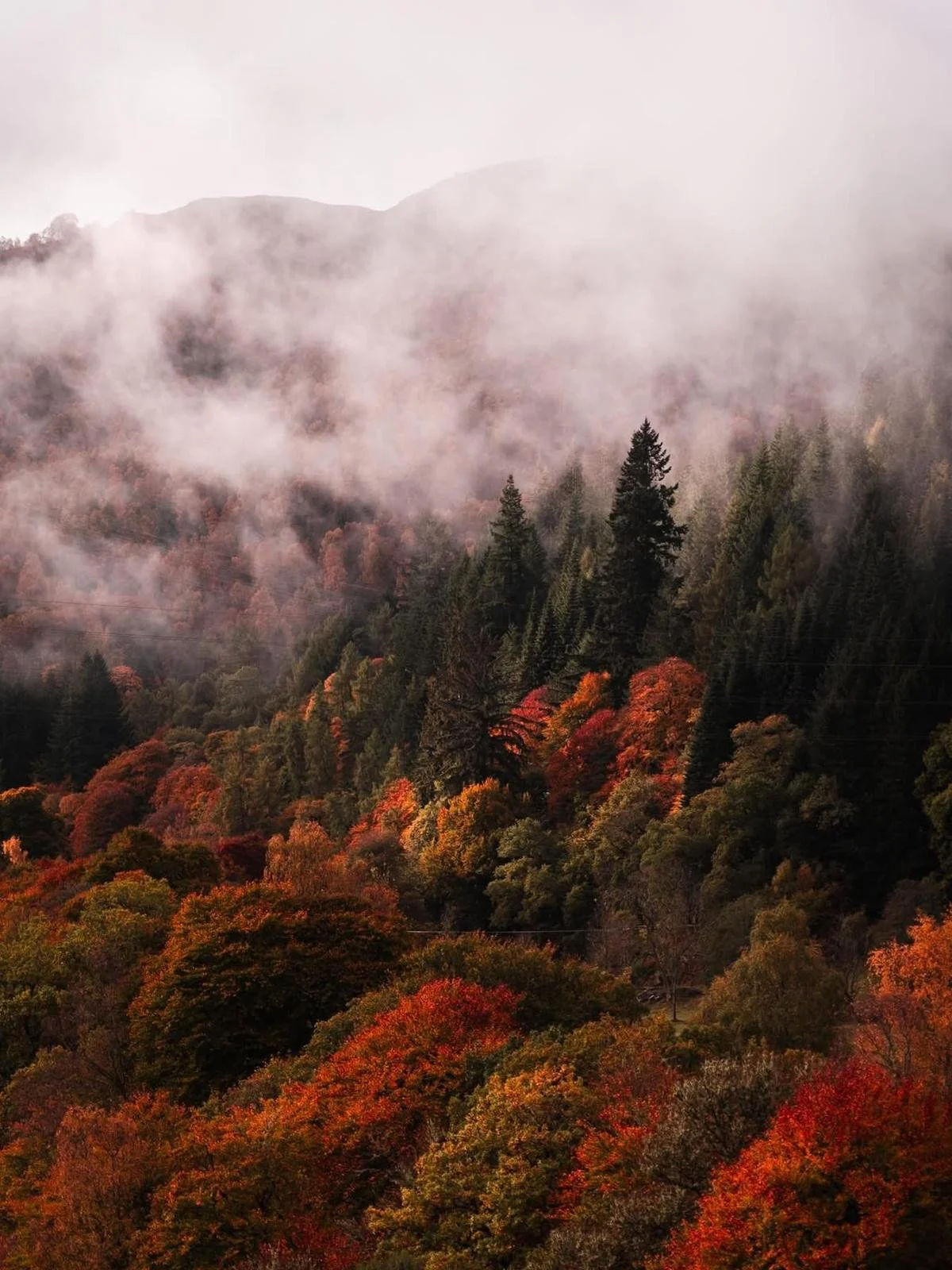 Autumn forest with colorful trees and foggy mountains in the background.