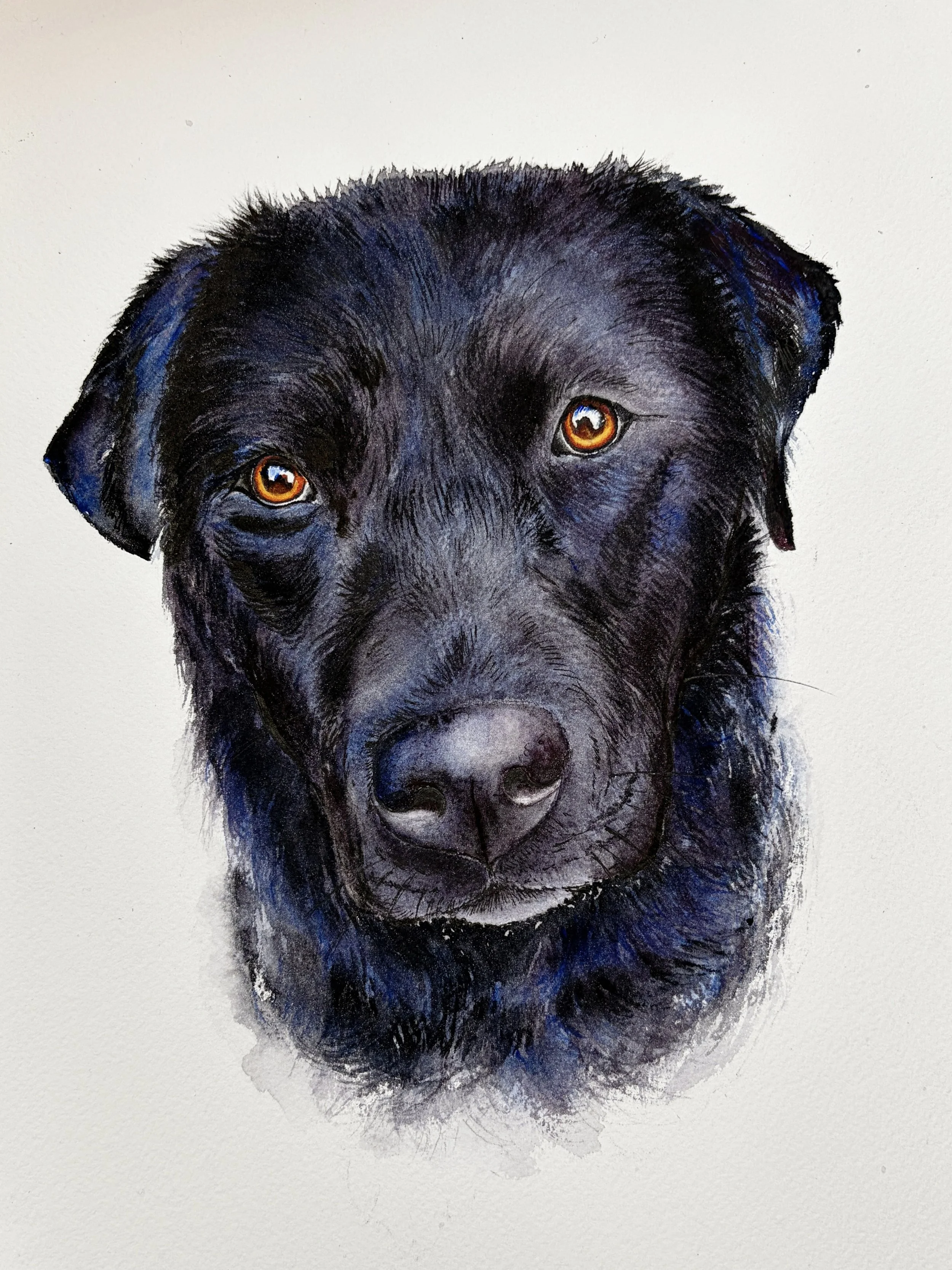 Close-up watercolor painting of a black dog's face with amber eyes, on white background.