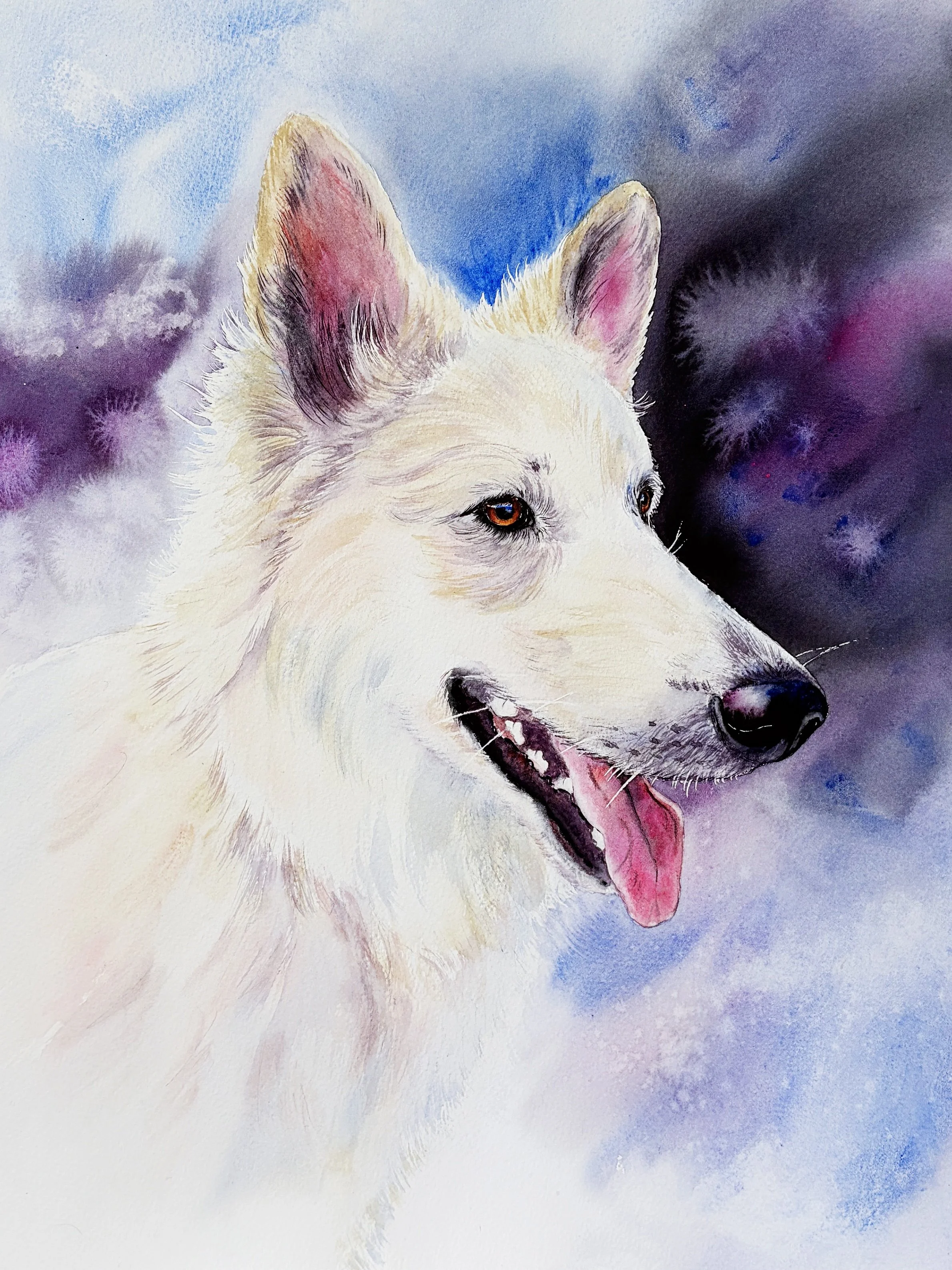 Watercolor painting of a Siberian Husky with purple, pink, and blue background.