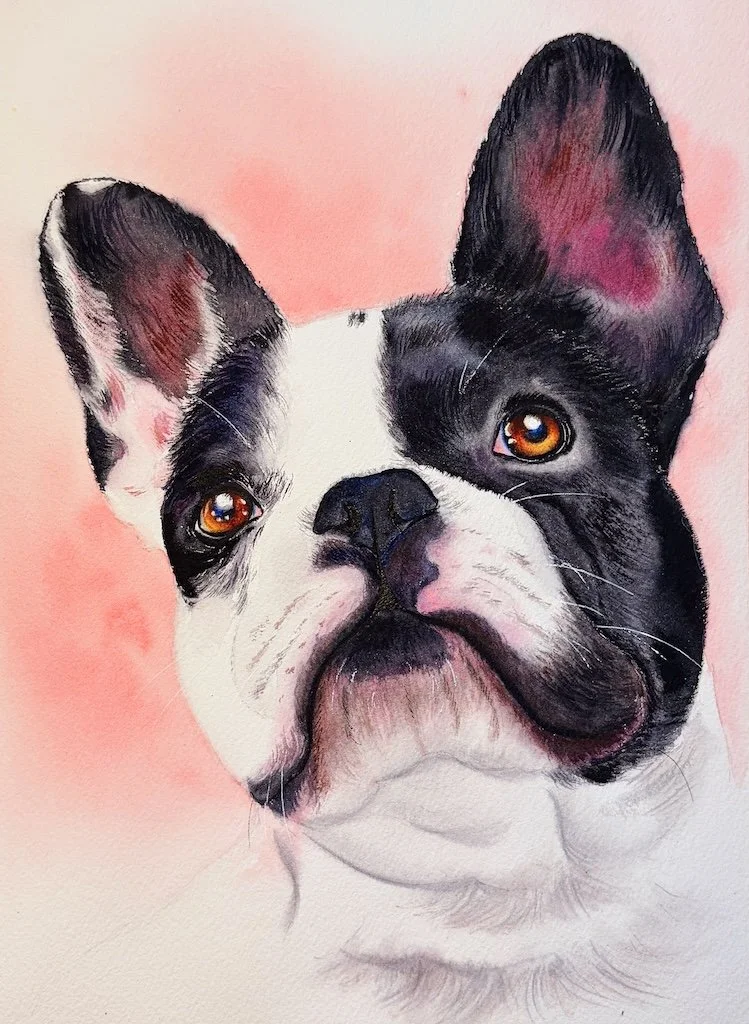Painted portrait of a black and white French Bulldog with amber eyes, set against a pink background.
