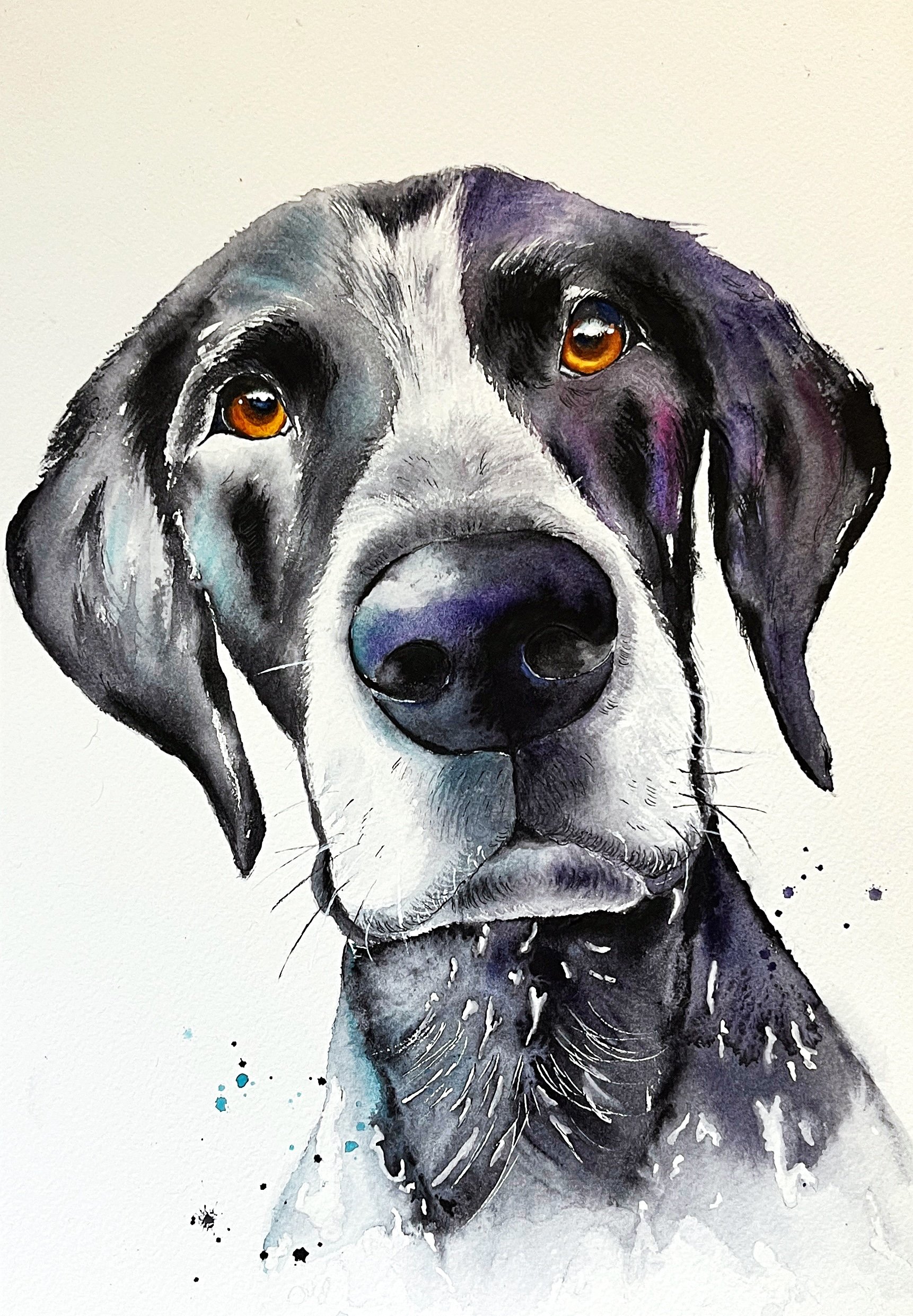 Watercolor painting of a black and white dog with amber eyes and purple accents, looking forward with a serious expression.