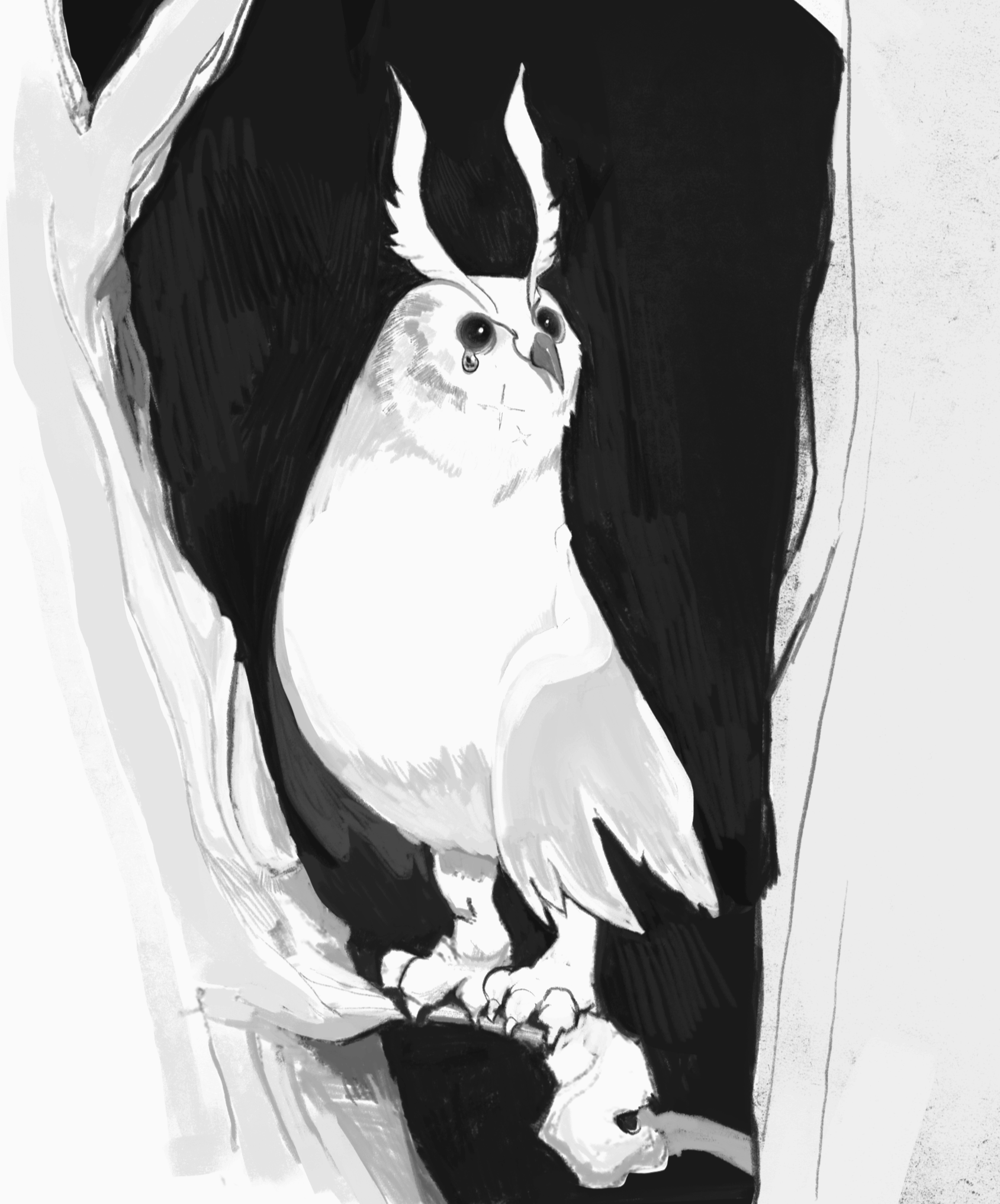 owl.png