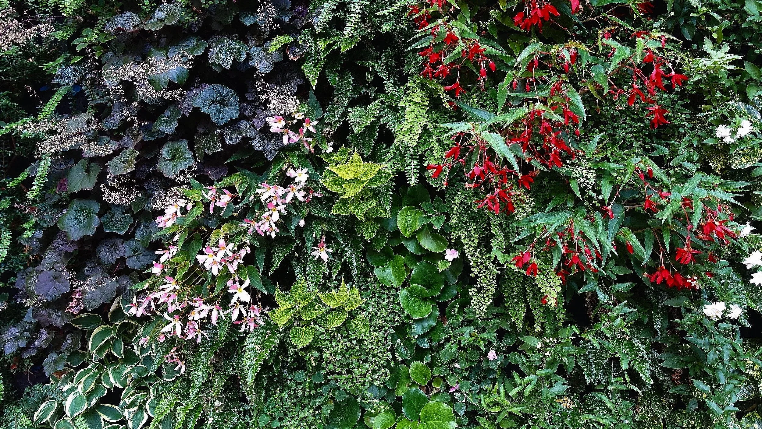 tappeto di piante verdi e fiori di vari colori e forme