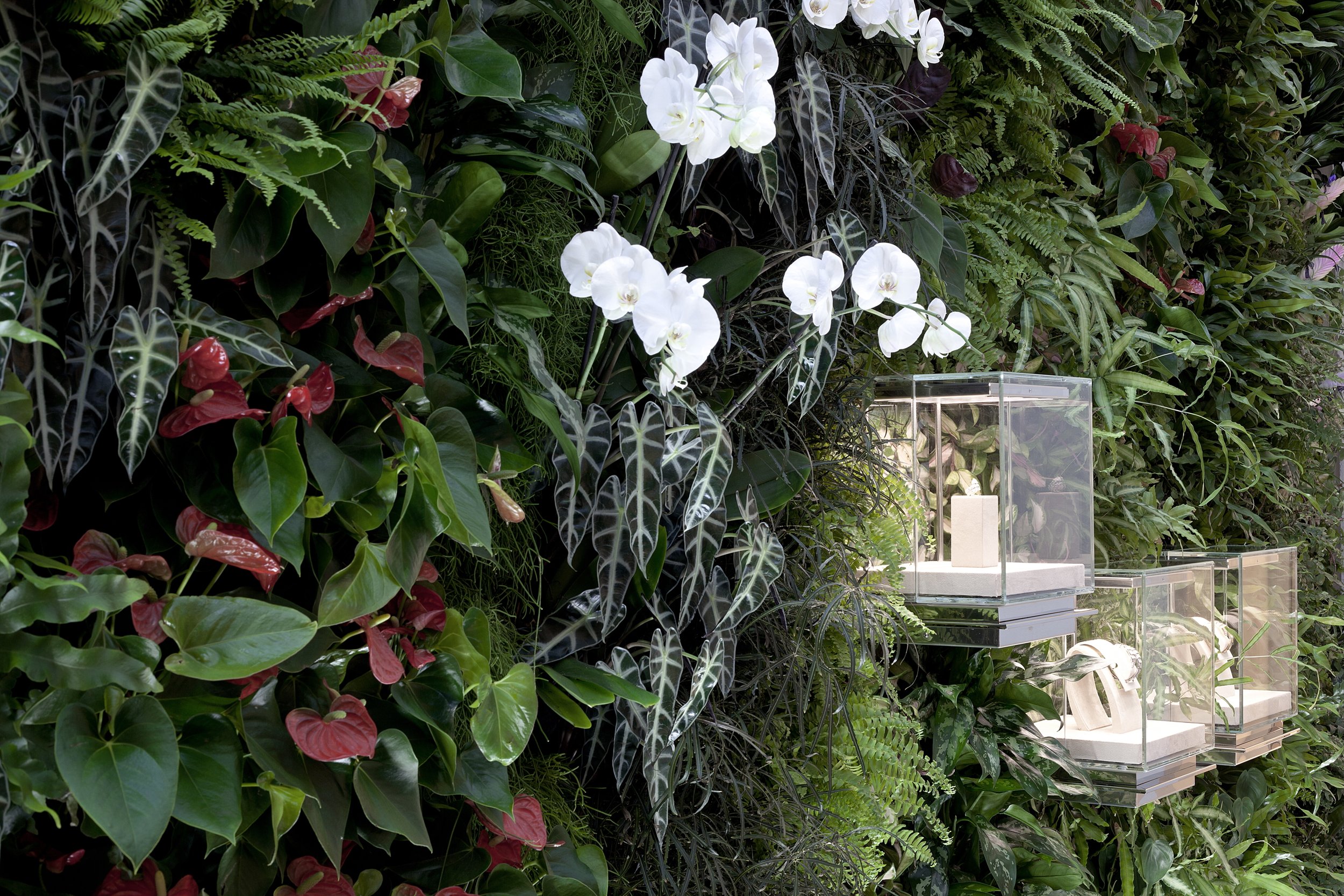 Piante verdi con fiori bianchi e rosse in un muro vegetale con espositori trasparenti