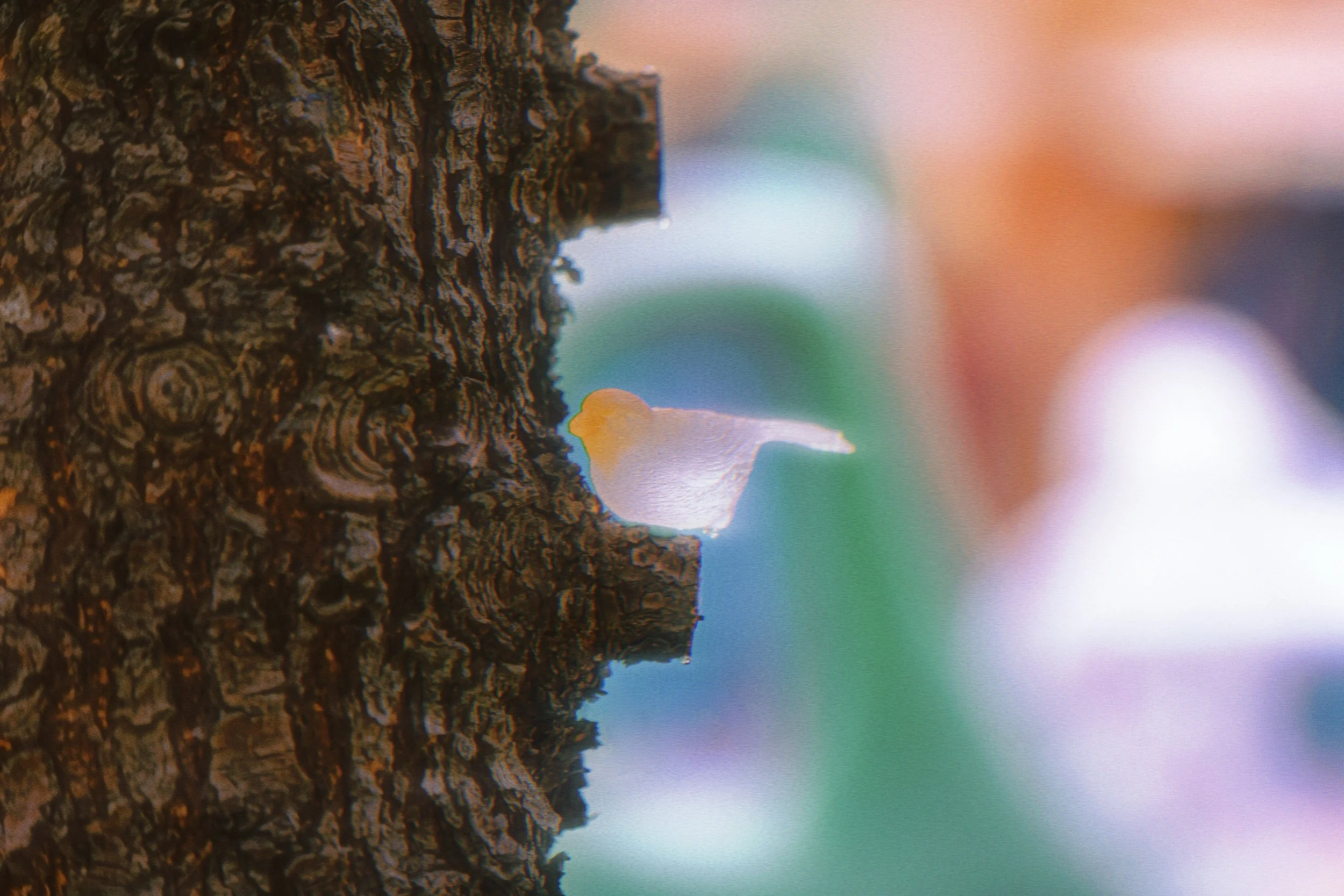 Only the Birds Know_SetB05.jpg