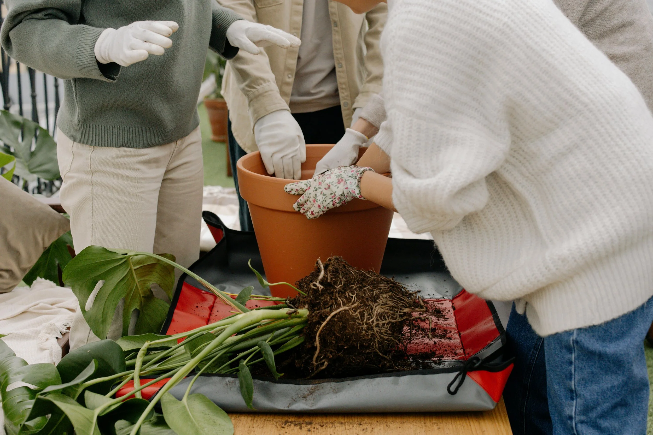 Adapted gardening.  Gardening therapy or occupational therapy