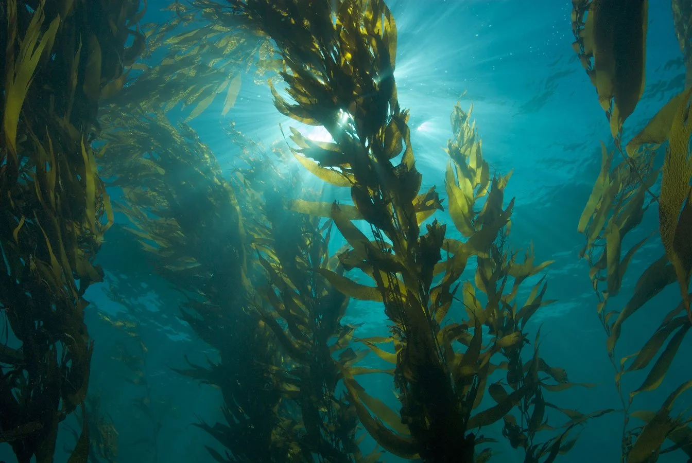 Underwater view of a kelp forest with sunlight filtering through the water.