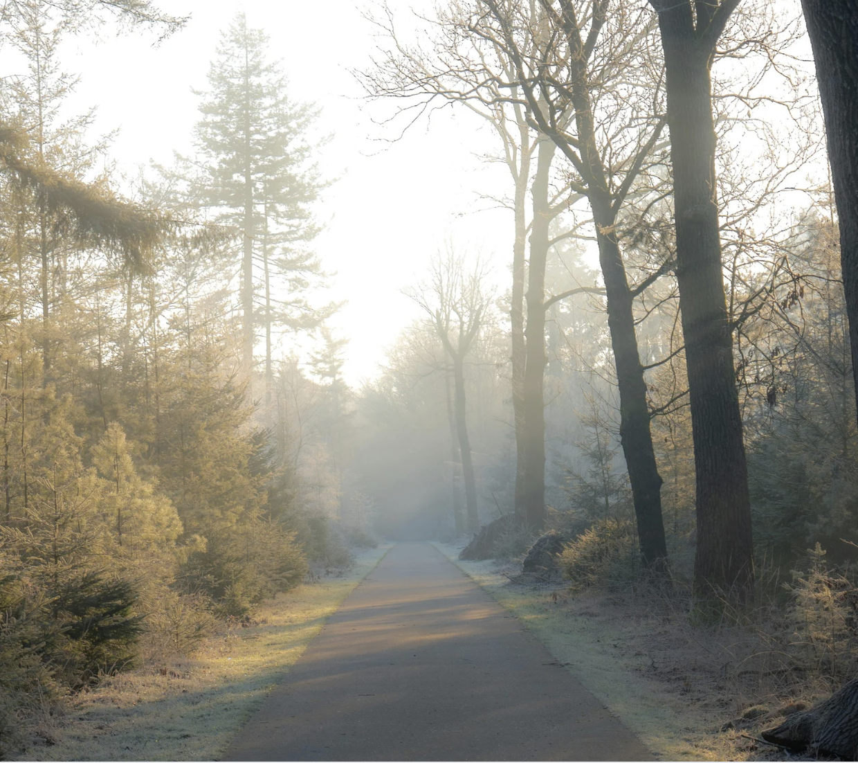 A paved path through a forest with tall trees, some with bare branches, on a bright, slightly foggy morning.