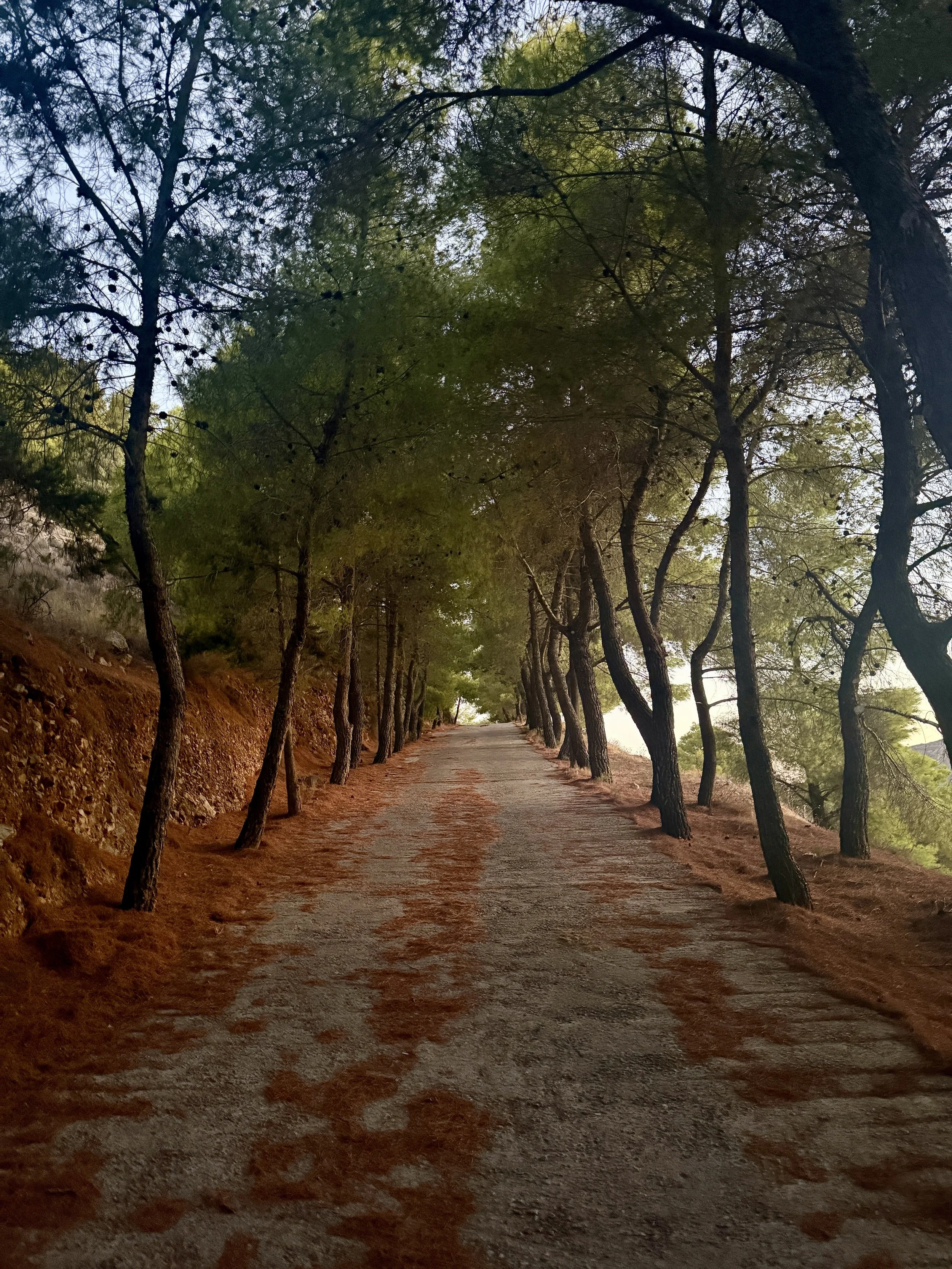 A dirt road lined with tall, slender trees on both sides, with green foliage and a blue sky visible through the branches.