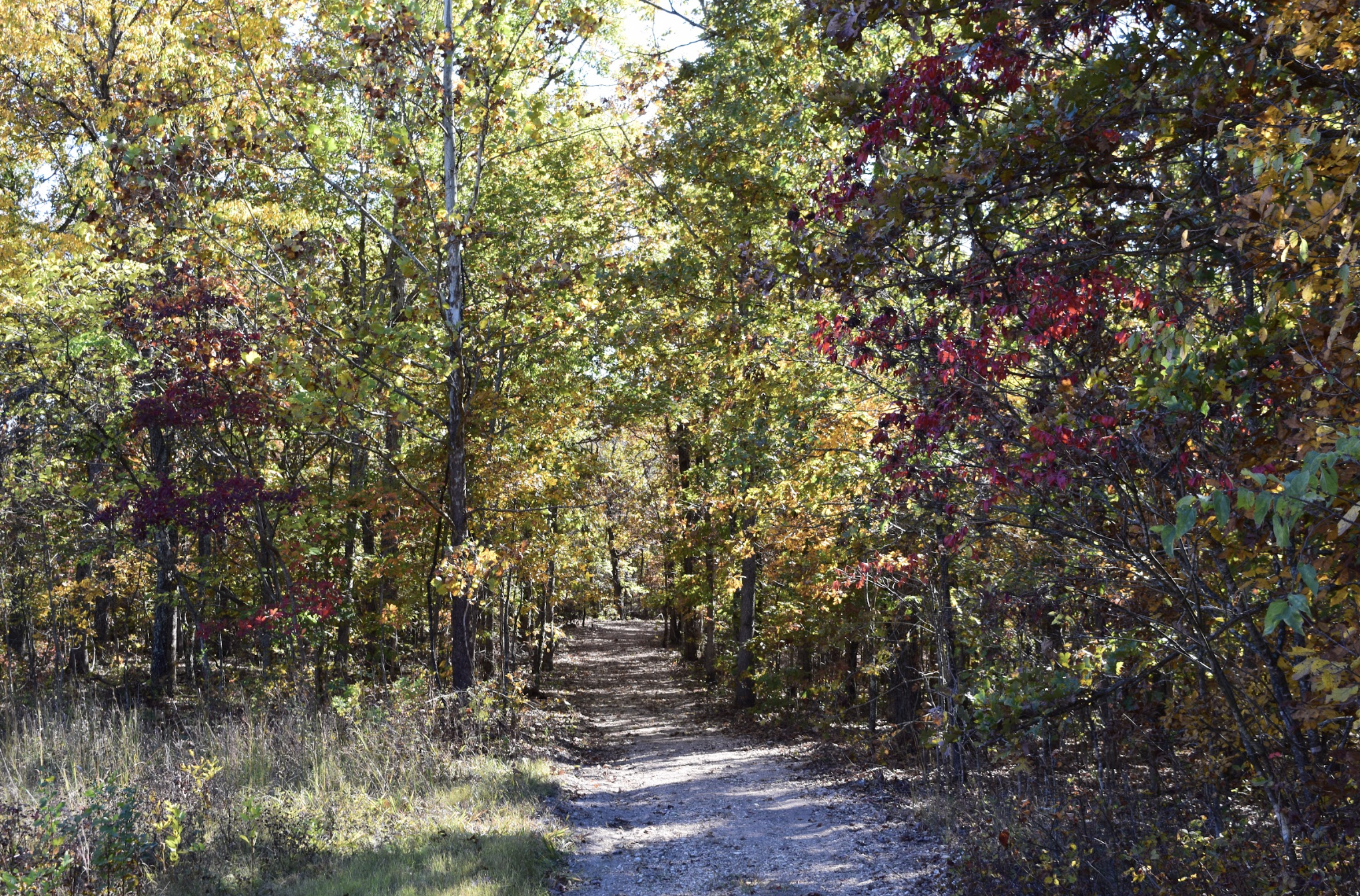A dirt trail winding through a forest with trees showing fall foliage in yellows, oranges, reds, and greens, under a clear blue sky.