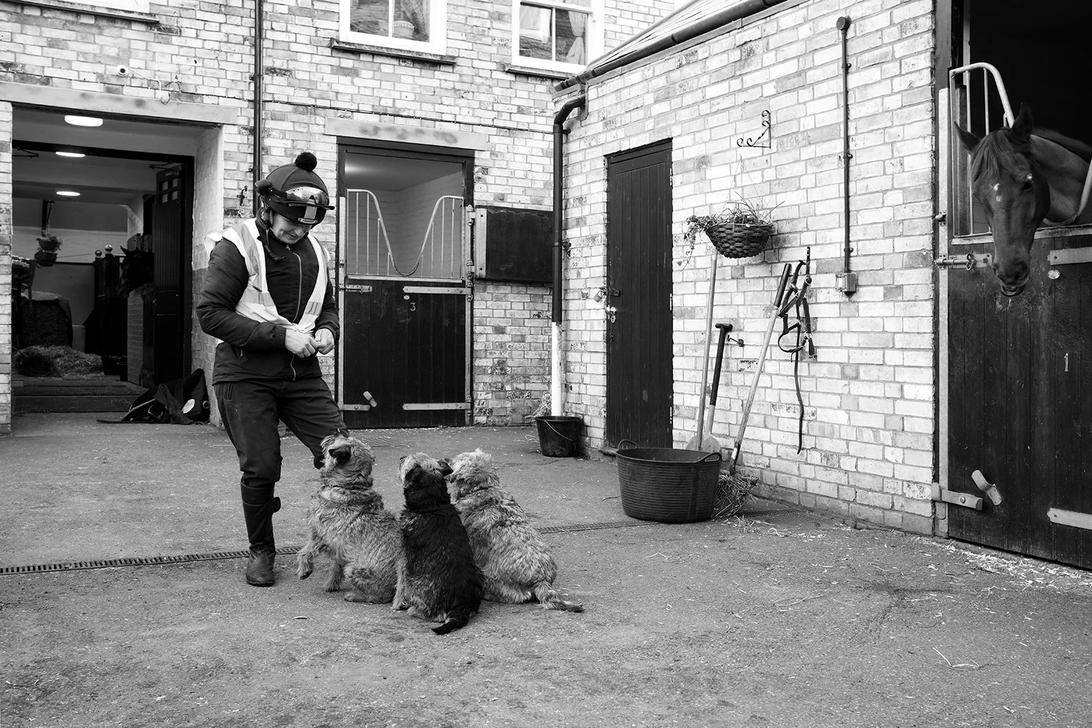 A person in riding gear and helmet training three small dogs sitting attentively on the ground outside a brick stable, with a horse looking out from its stall.
