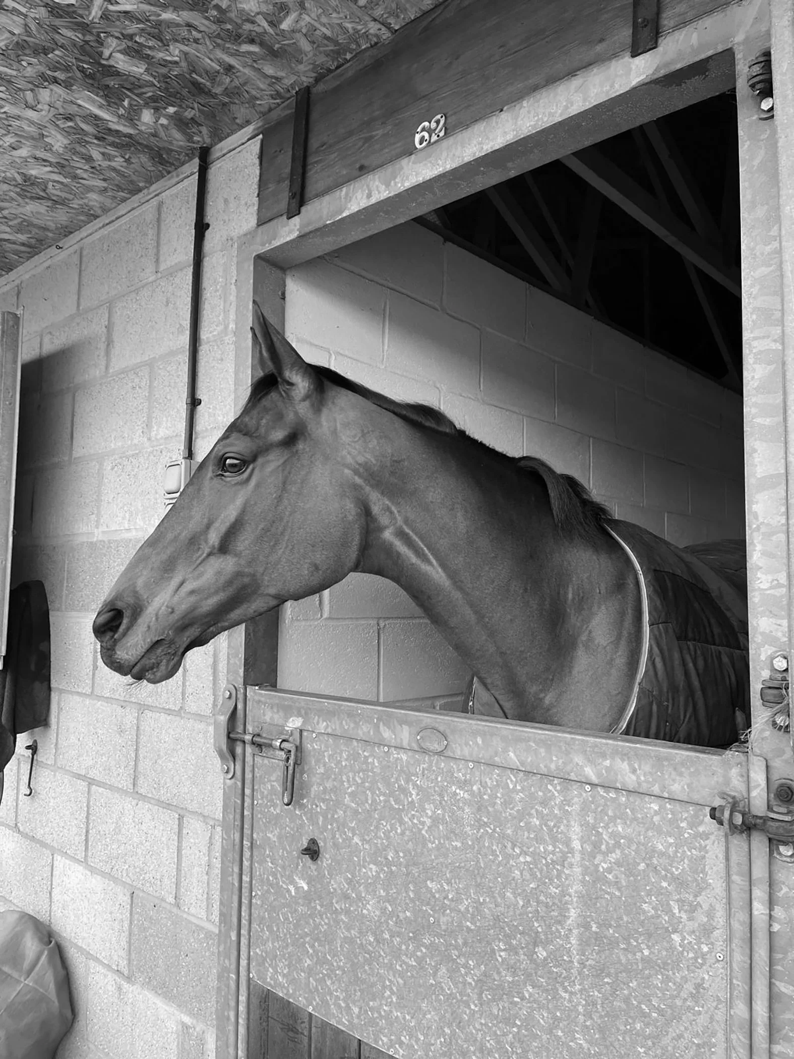 A horse looking out from a stable or barn stall.