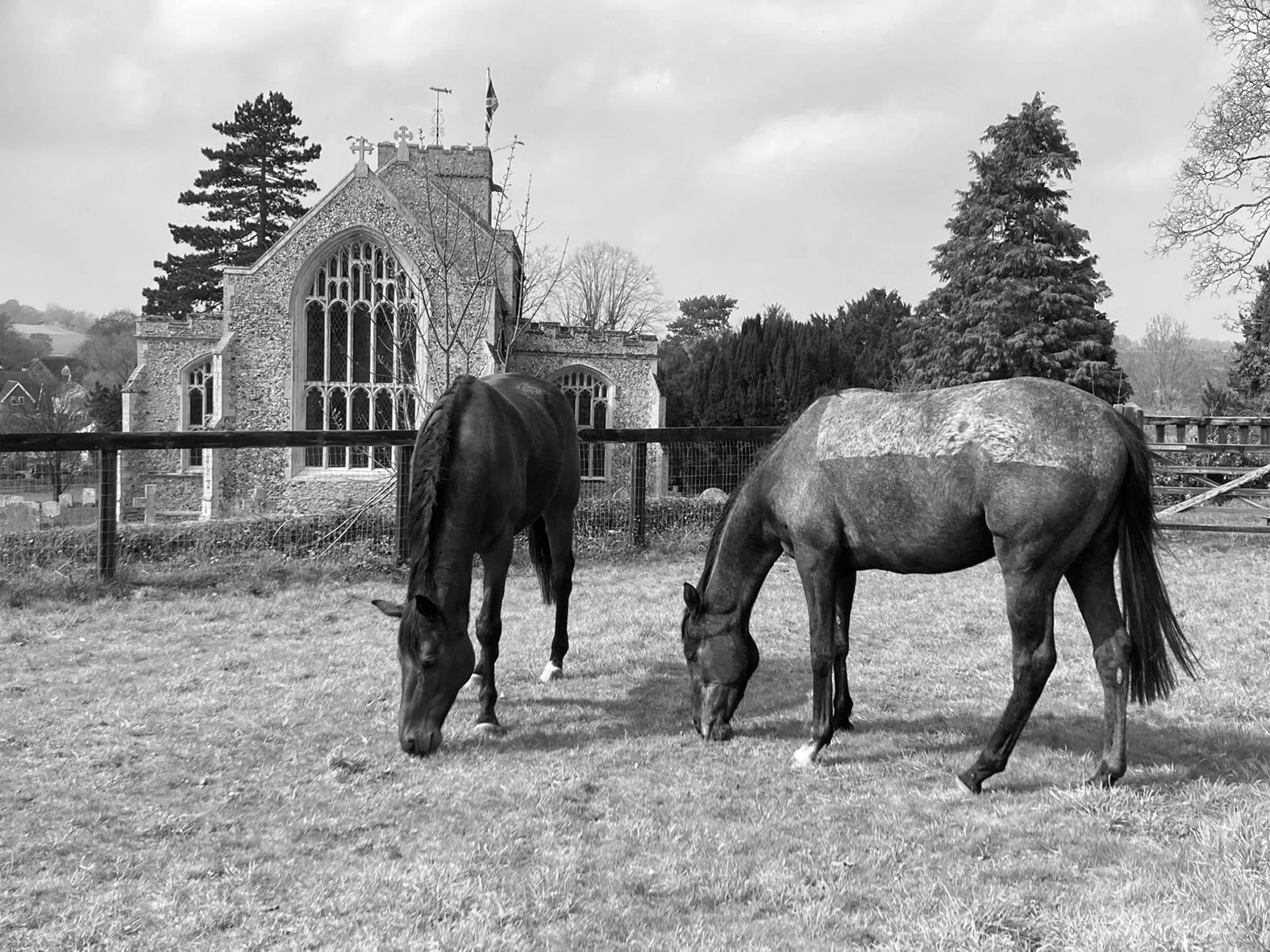Two horses grazing on a grassy field with a historic church and trees in the background.