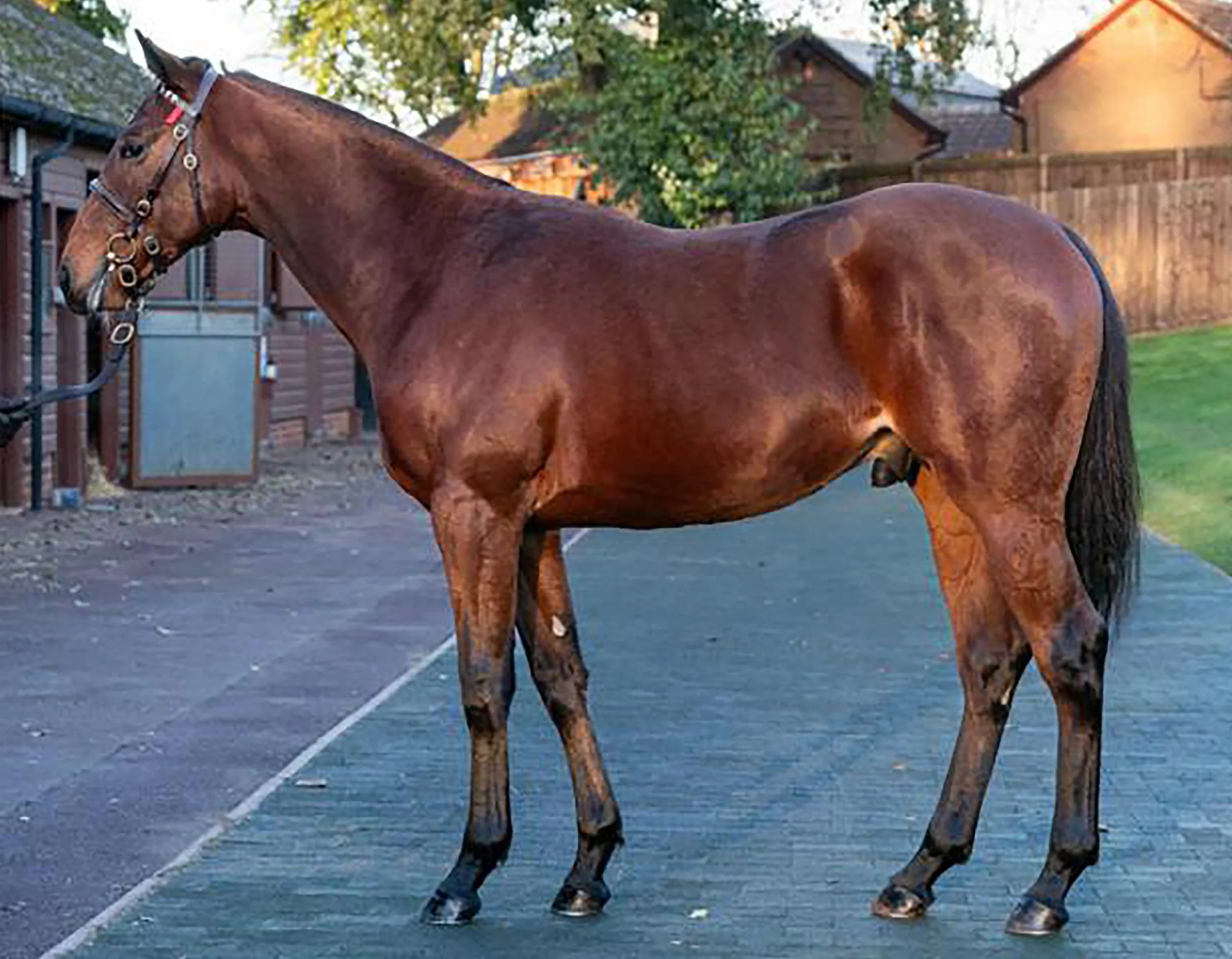 A brown horse standing on a wooden platform in an outdoor area with a fence and houses in the background.