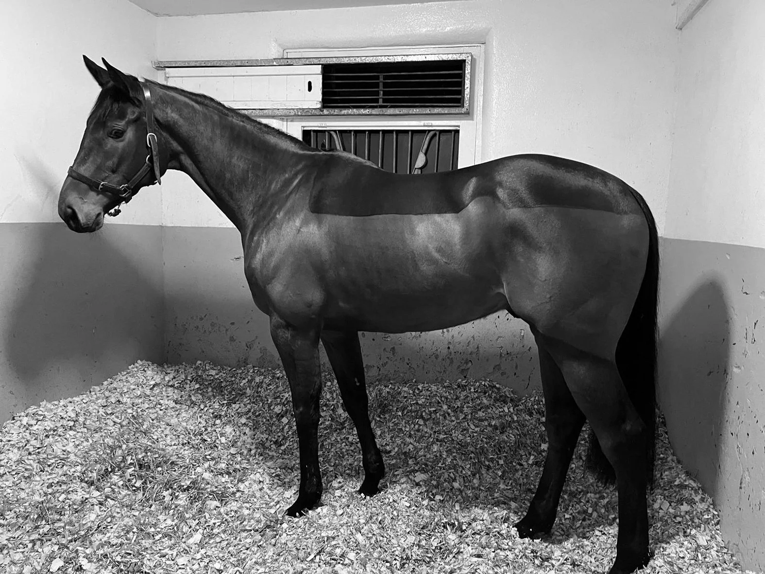 Black horse standing in a stable with feed on the floor, looking to the left.
