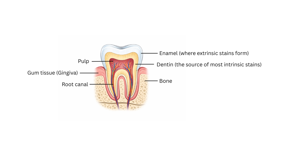 Diagram of a tooth to help explain how professional teeth whitening works