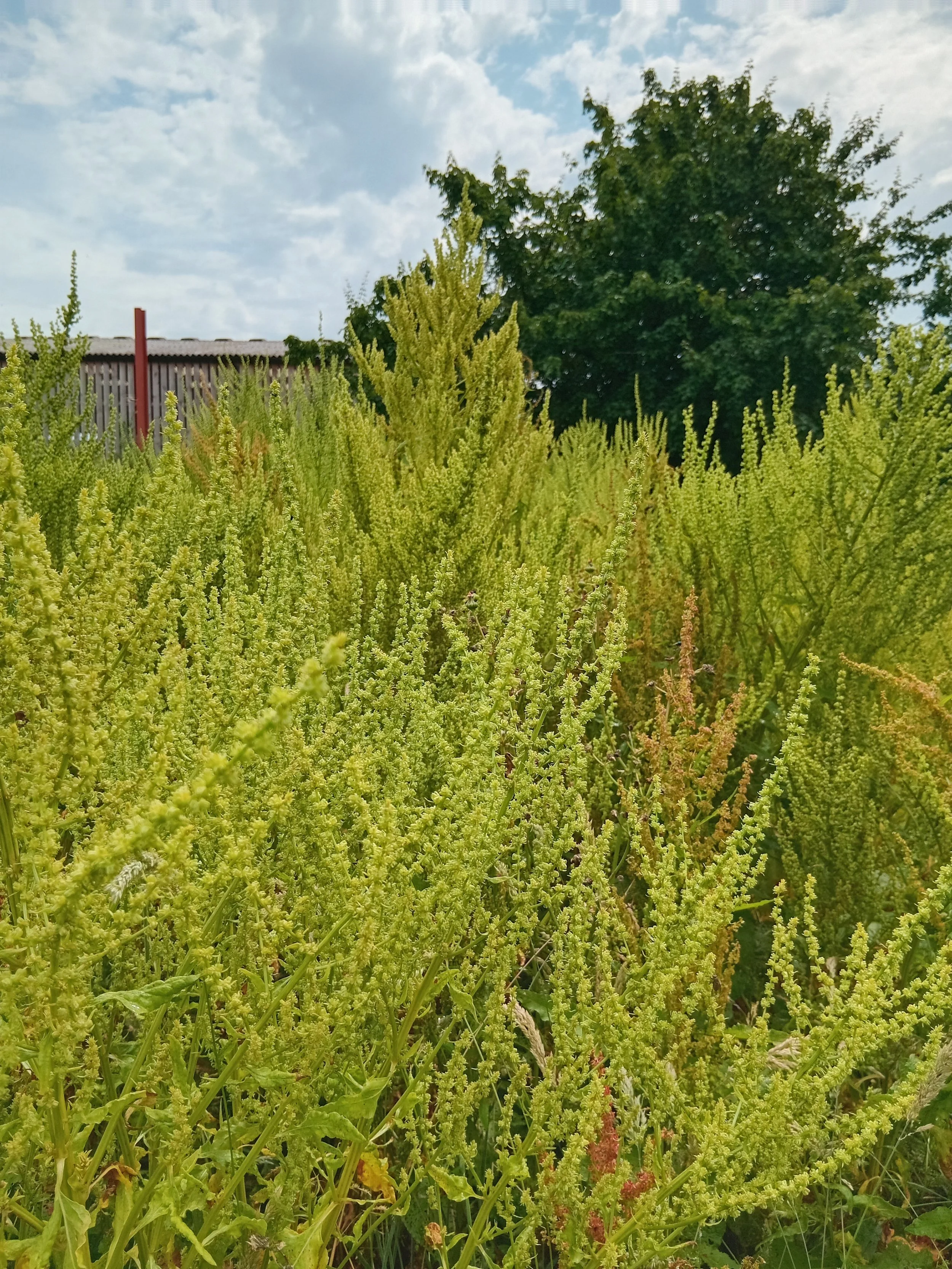 Perpetual Spinach (Beta vulgaris)