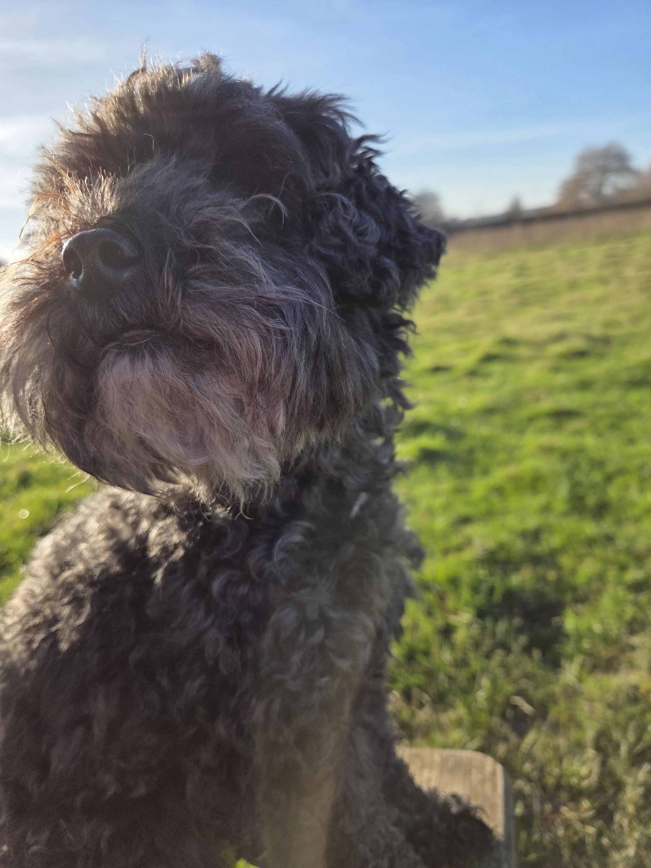 Close-up of a black, curly-haired dog sitting outdoors on grass, with a blue sky and distant trees in the background.