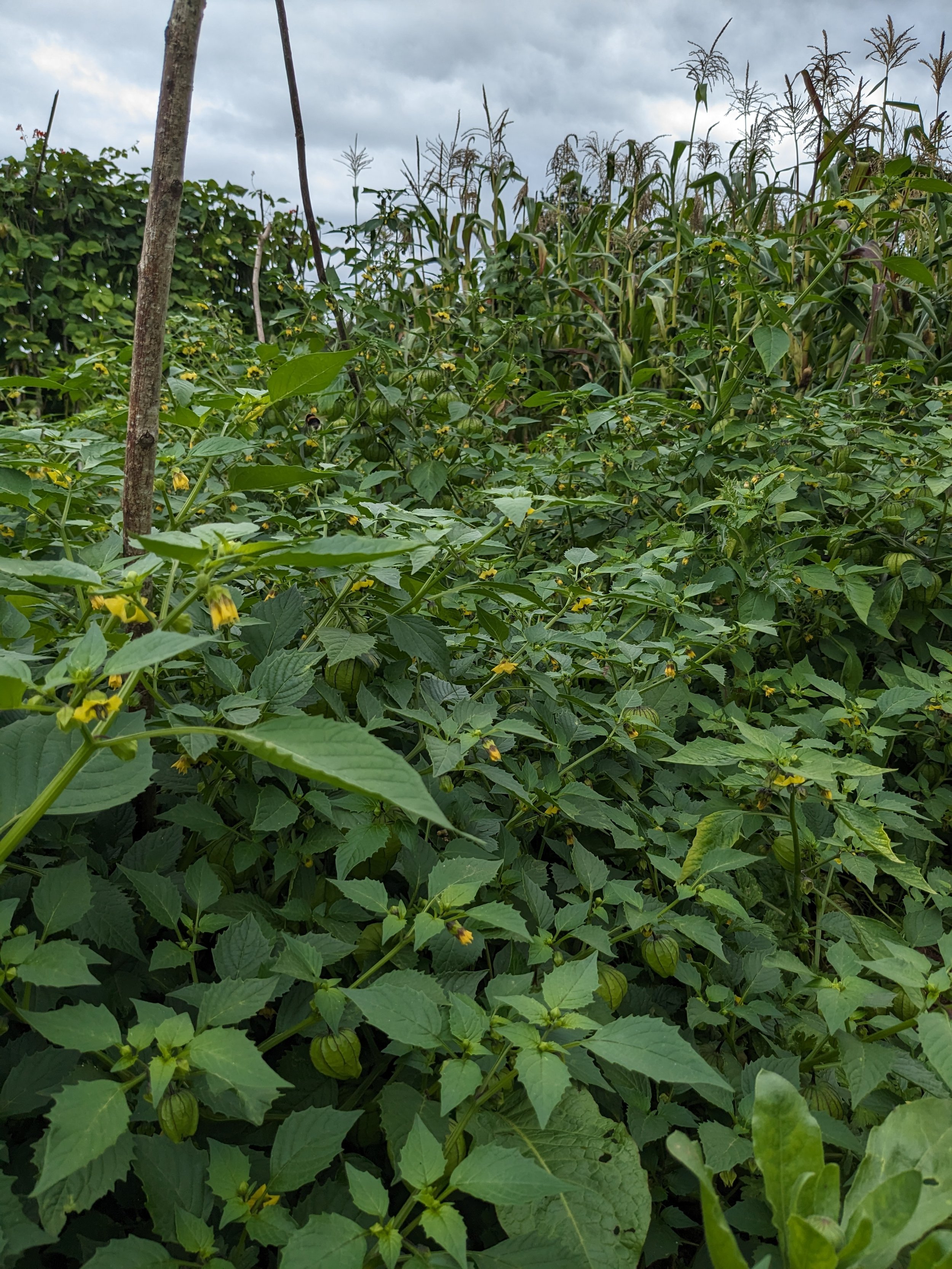 Tomatillo   ( Physalis philadelphica)  di milpa