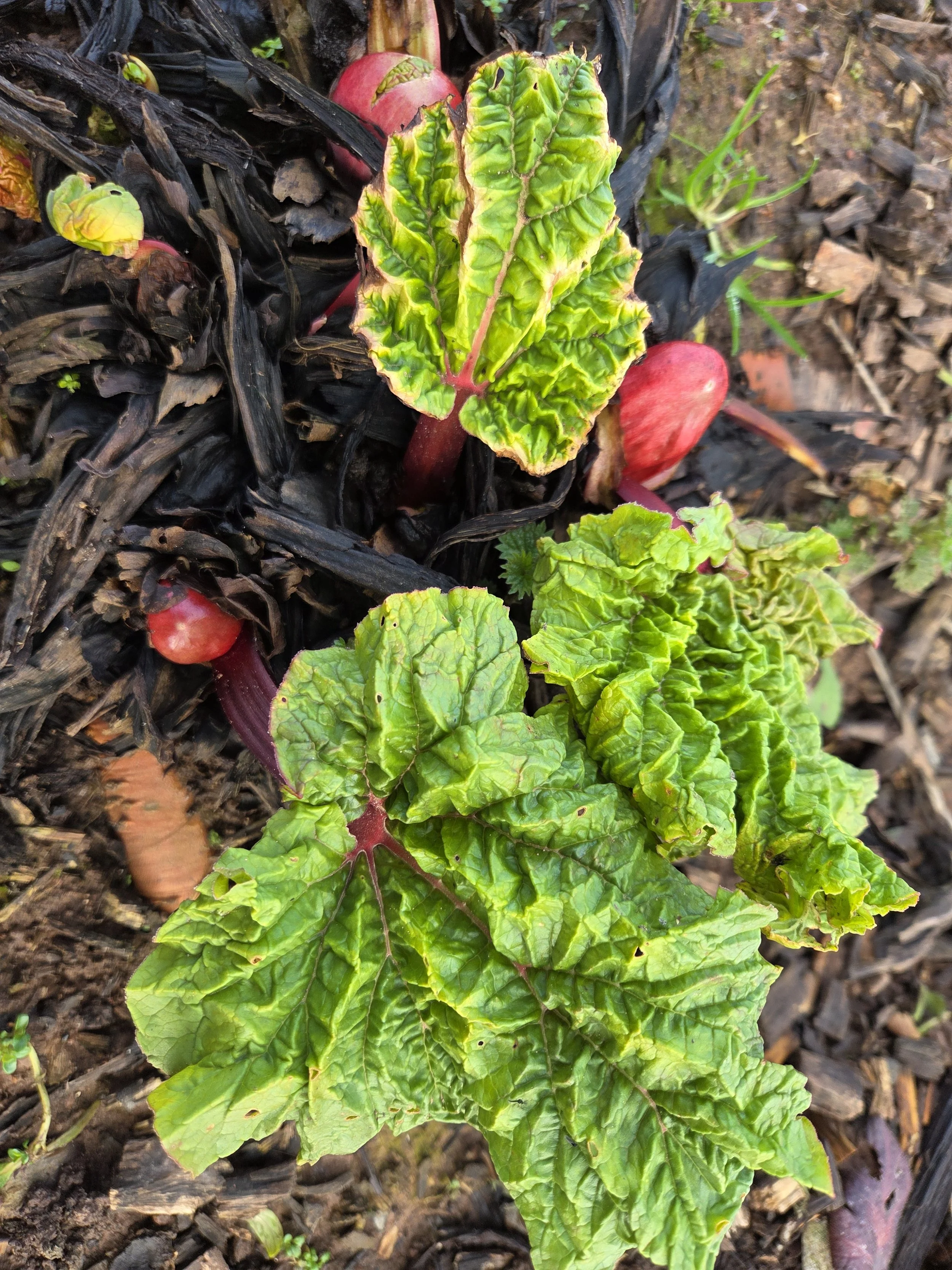 Rhubarb (Rheum rhabarbarum) -  Mr Glaskin's Perpetual