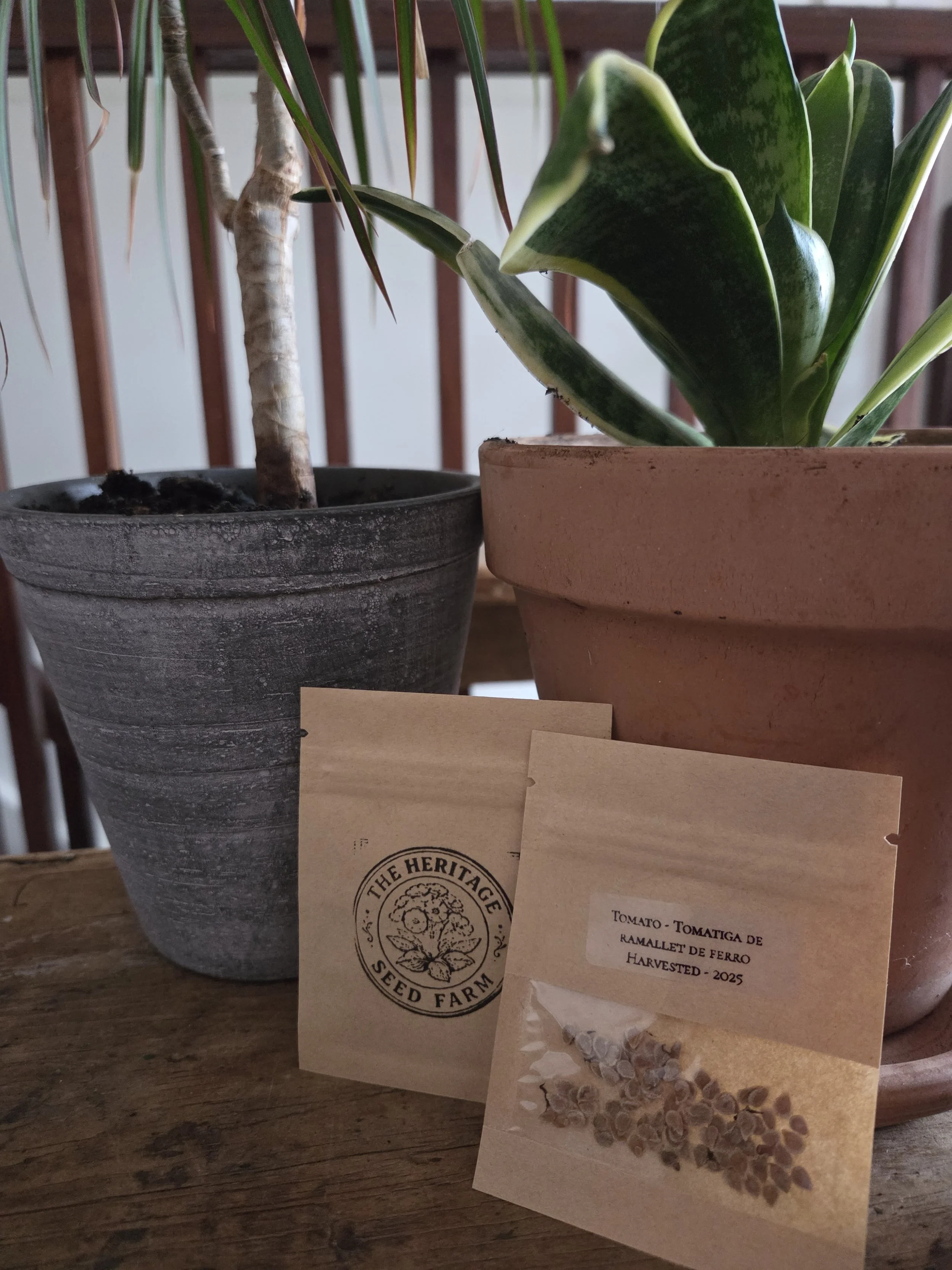 Tomato (Solanum lycopersicum) - Tomatiga De Ramellet Di Ferro