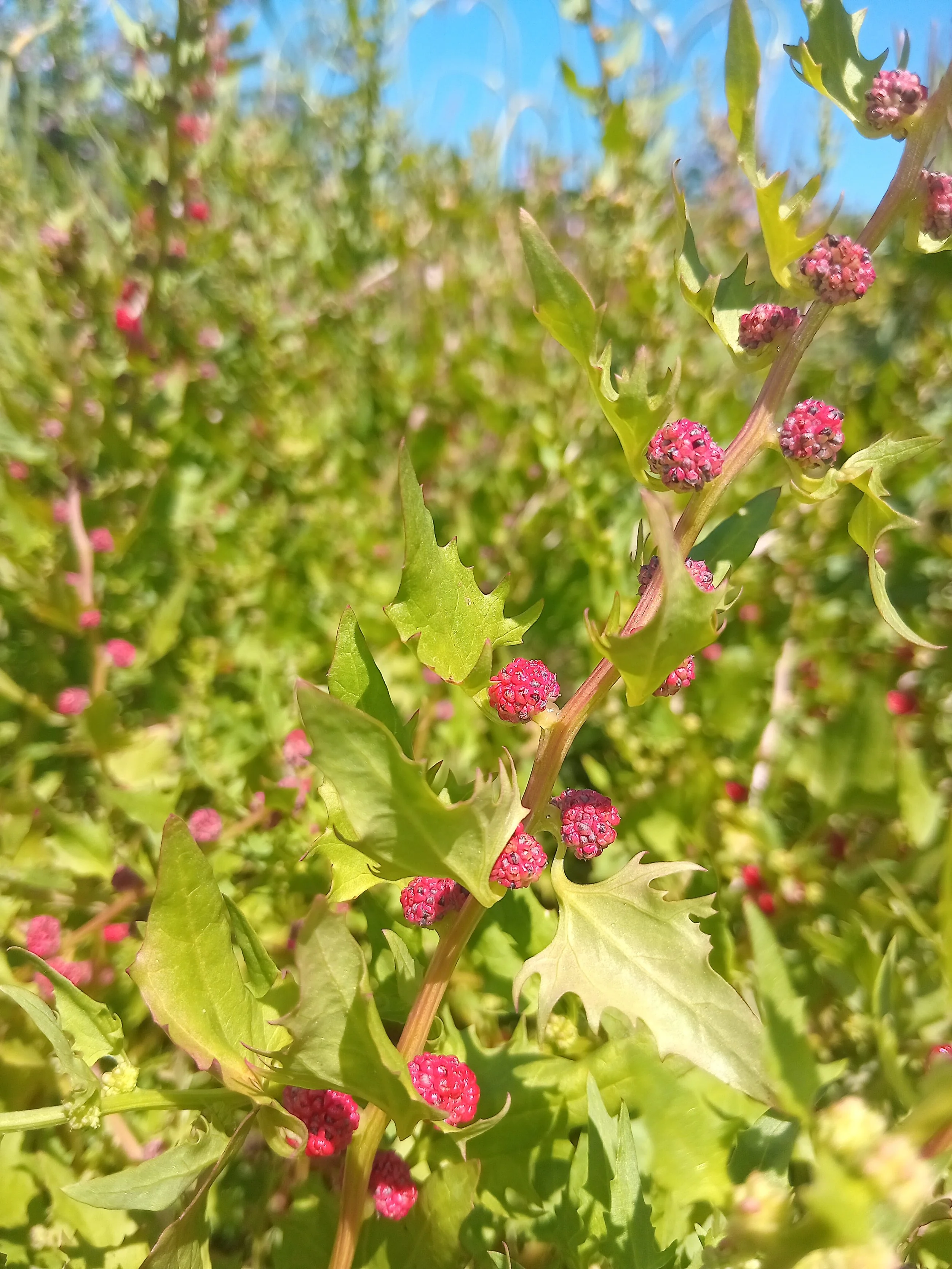 Strawberry spinach (Blitum capitatum)