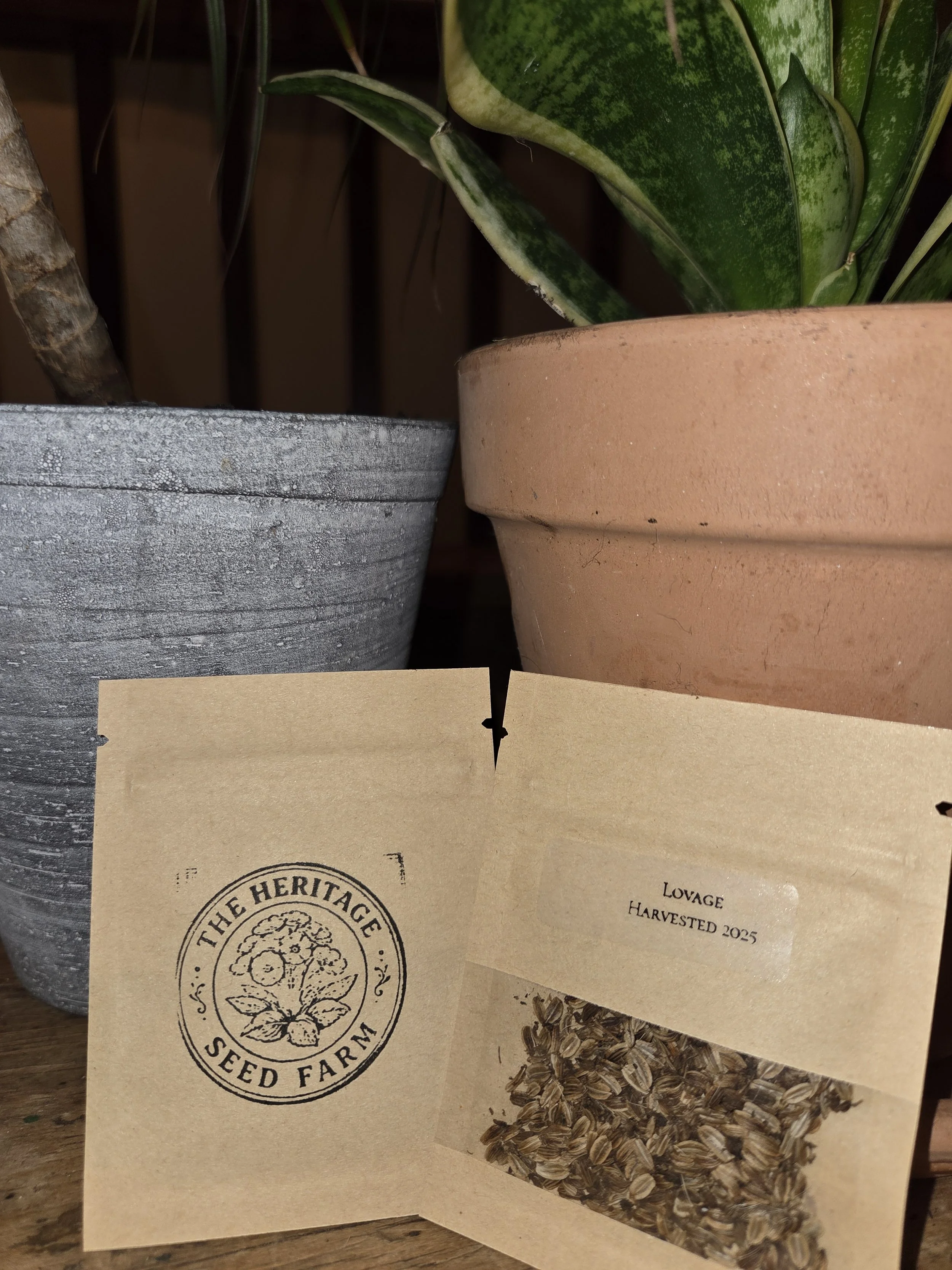 Lovage  (Levisticum officinale)