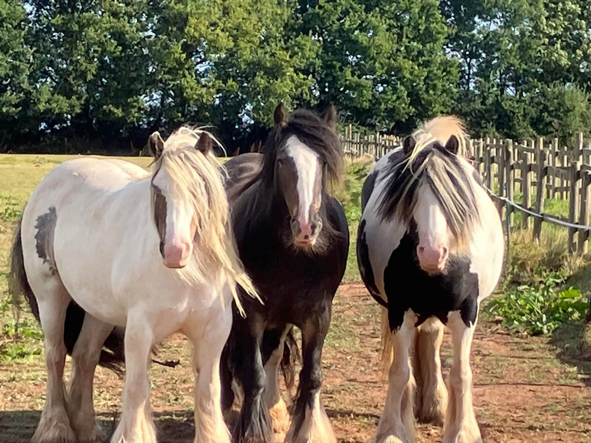 Three horses standing on a dirt path with greenery and trees in the background