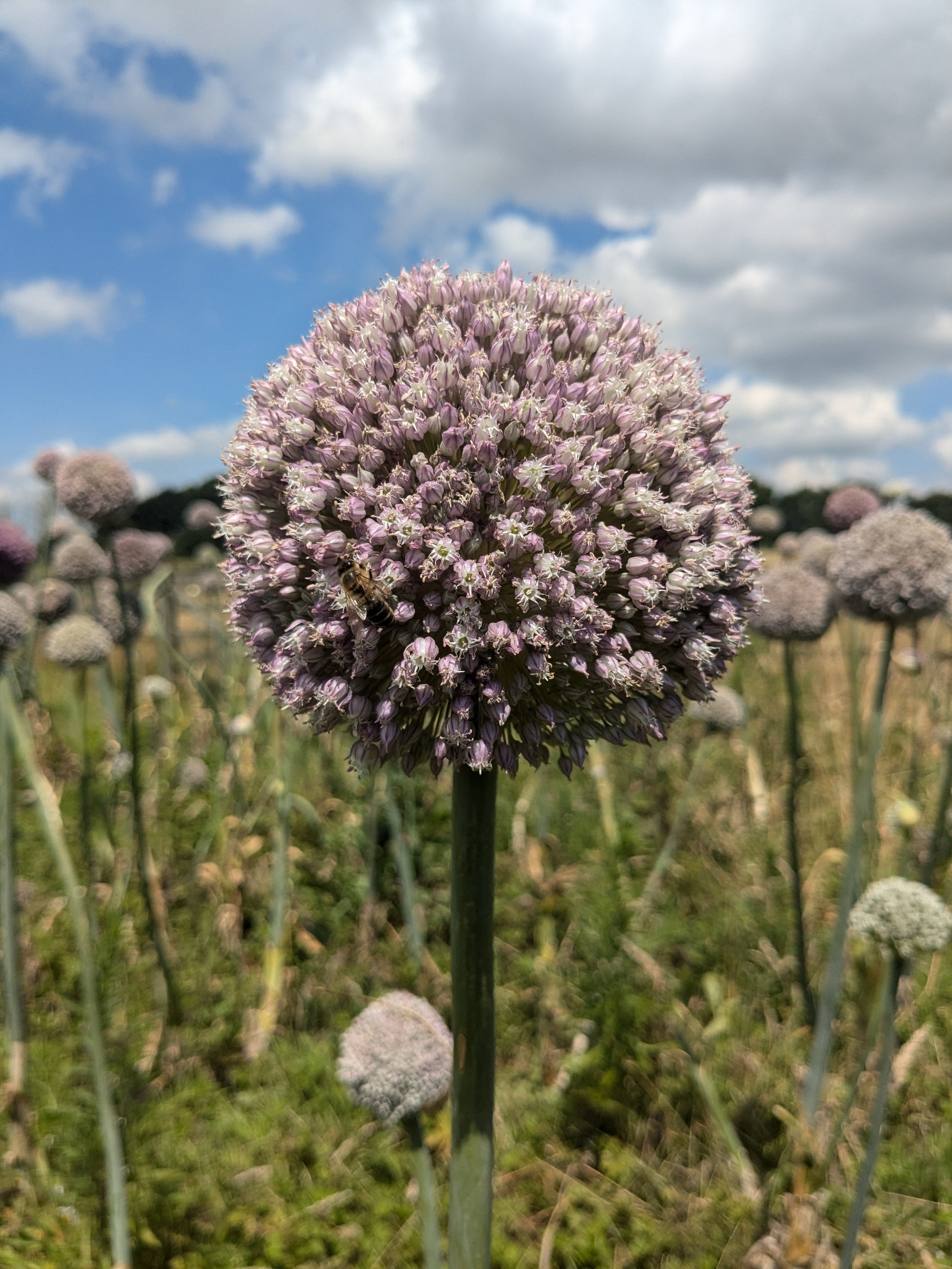Leek (Allium porrum) - Mussleburgh