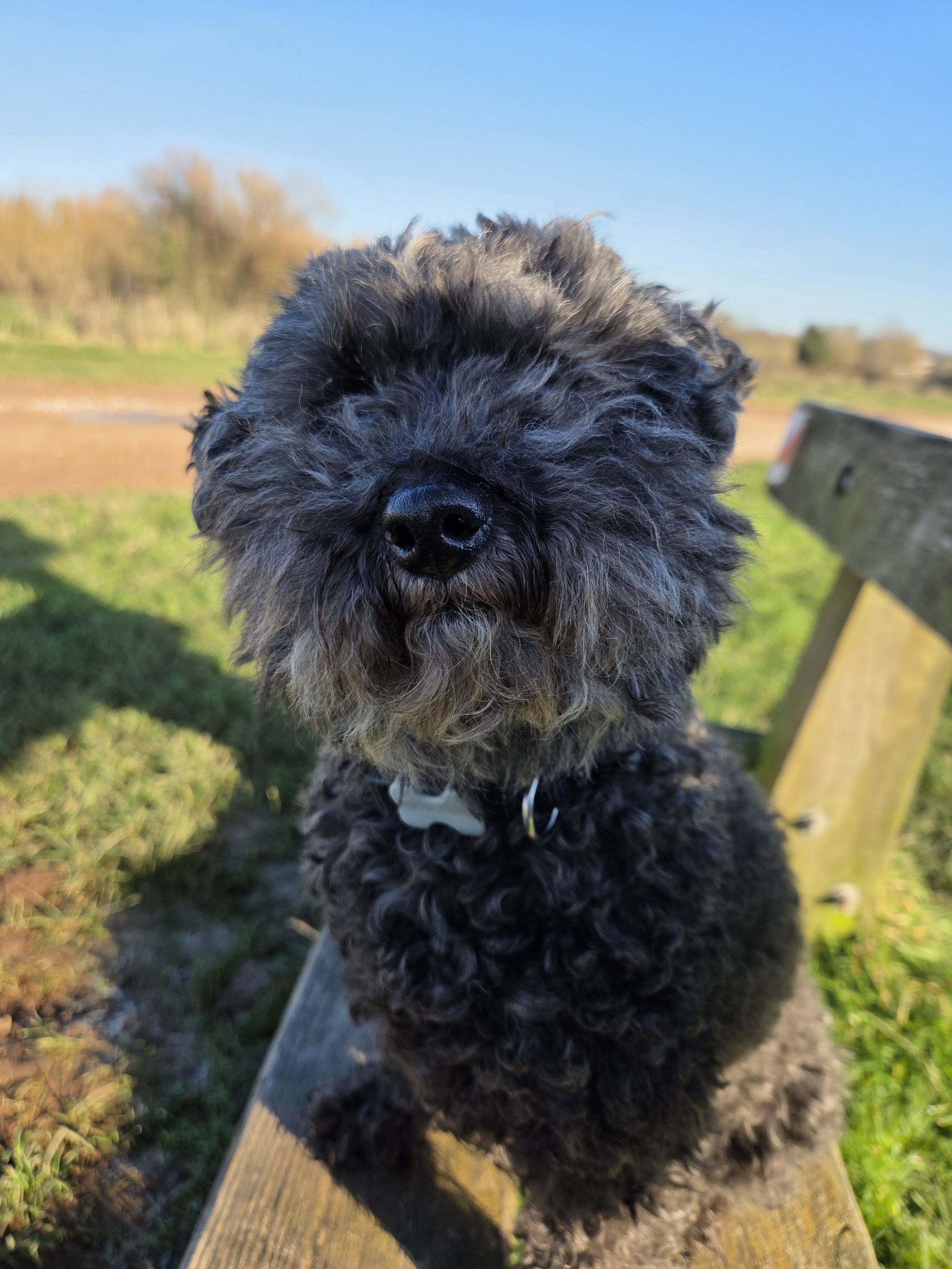 Close-up of a curly-haired, black and gray dog sitting on a park bench outdoors with a blurred background of grass, trees, and blue sky.