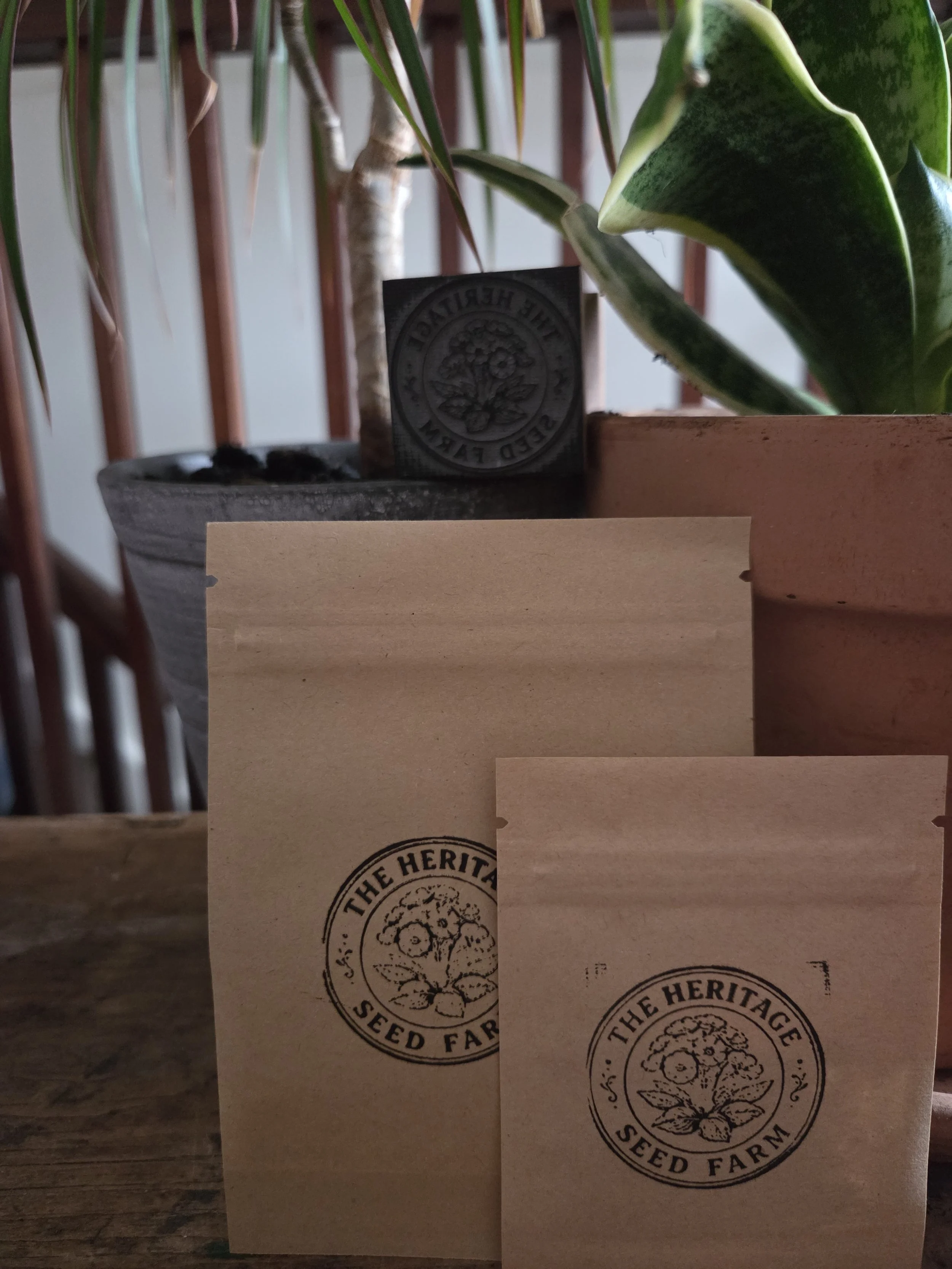 Tomato (Solanum lycopersicum) - Money maker