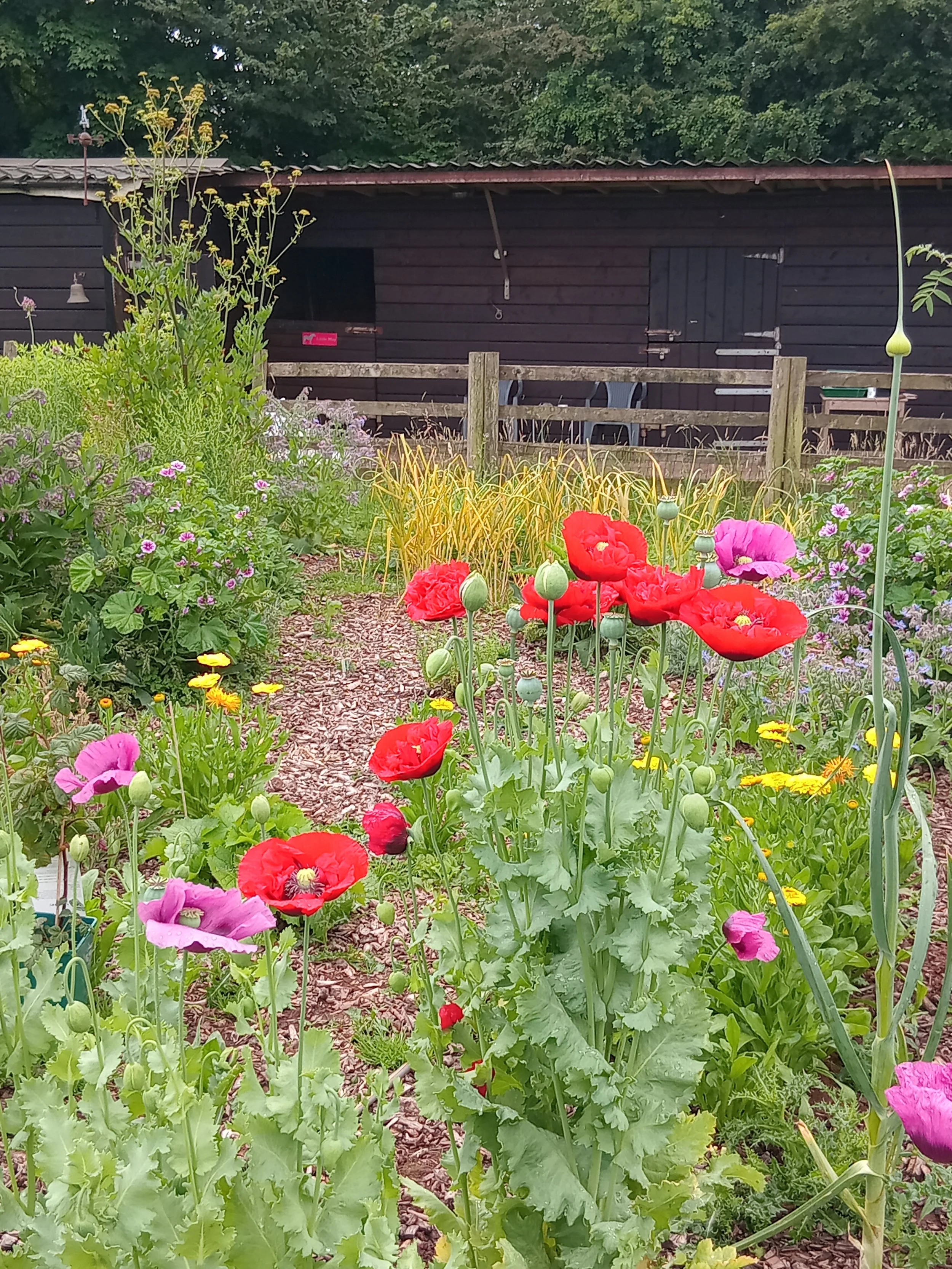 Poppy - Opium/Breadseed